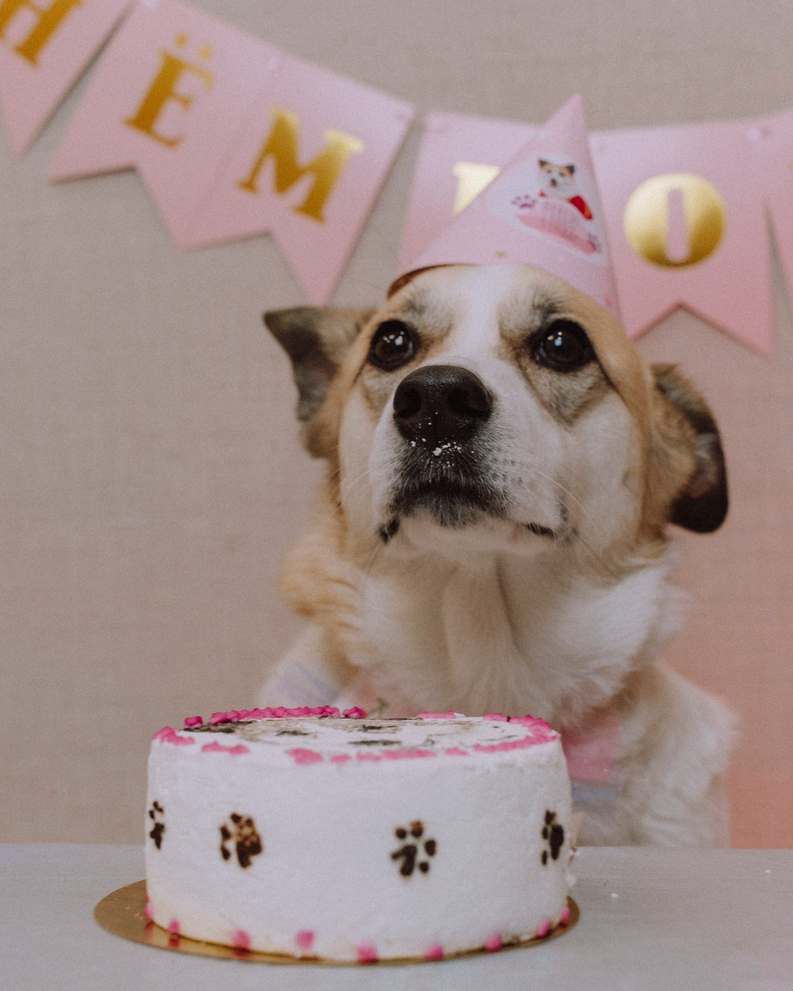 Животные. Фотограф Сочи-Краснодар