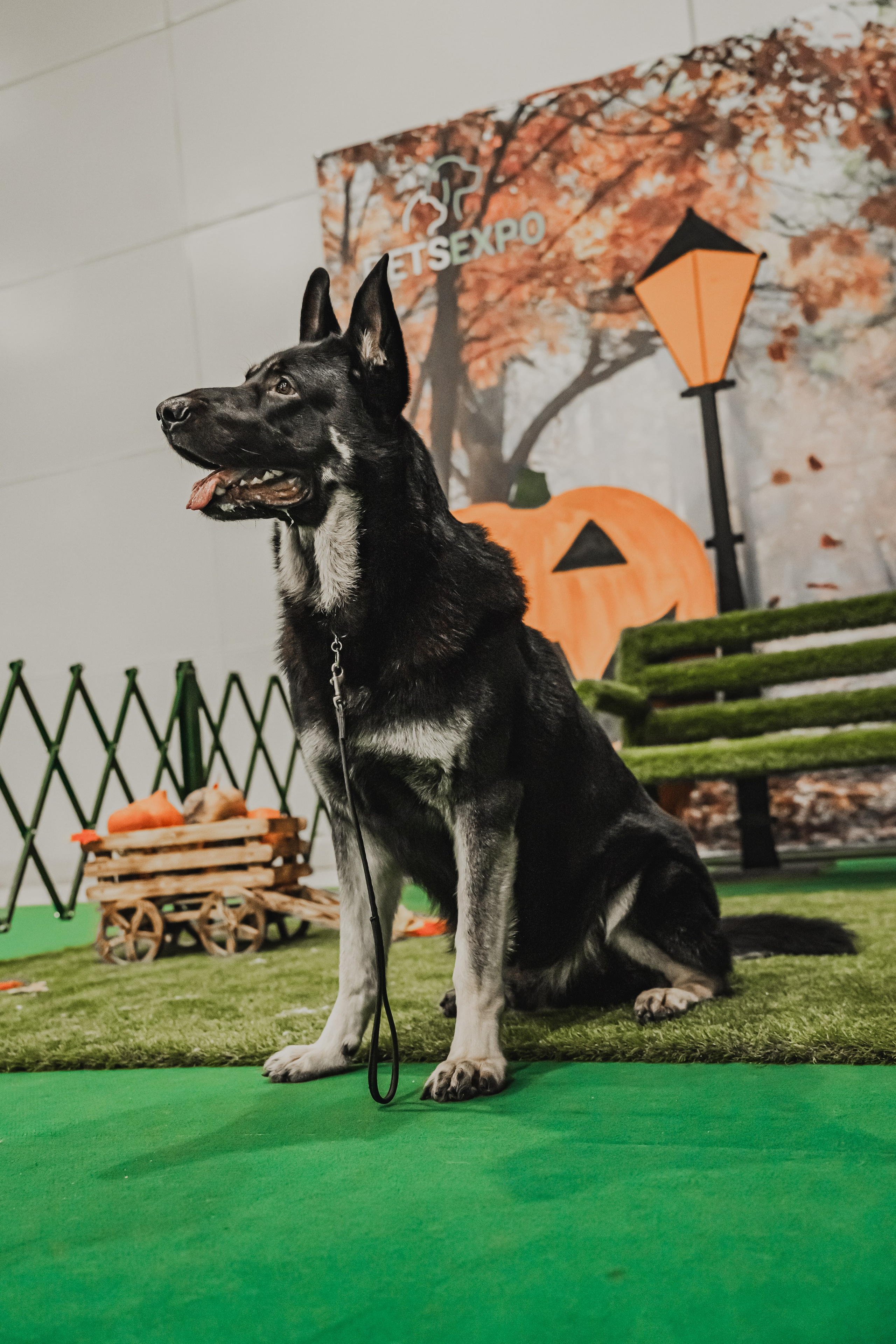 Международная выставка собак всех пород. Репортажный фотограф Анастасия Рубцова