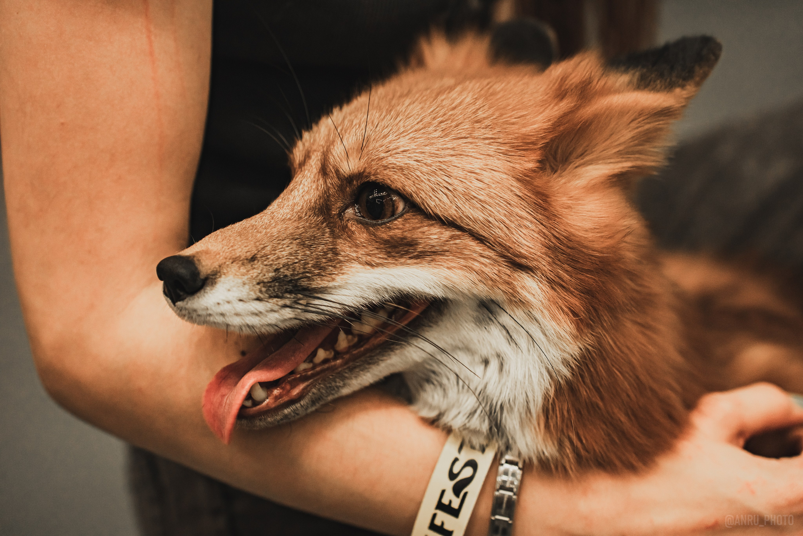 Fox Family fest. Репортажный фотограф Анастасия Рубцова