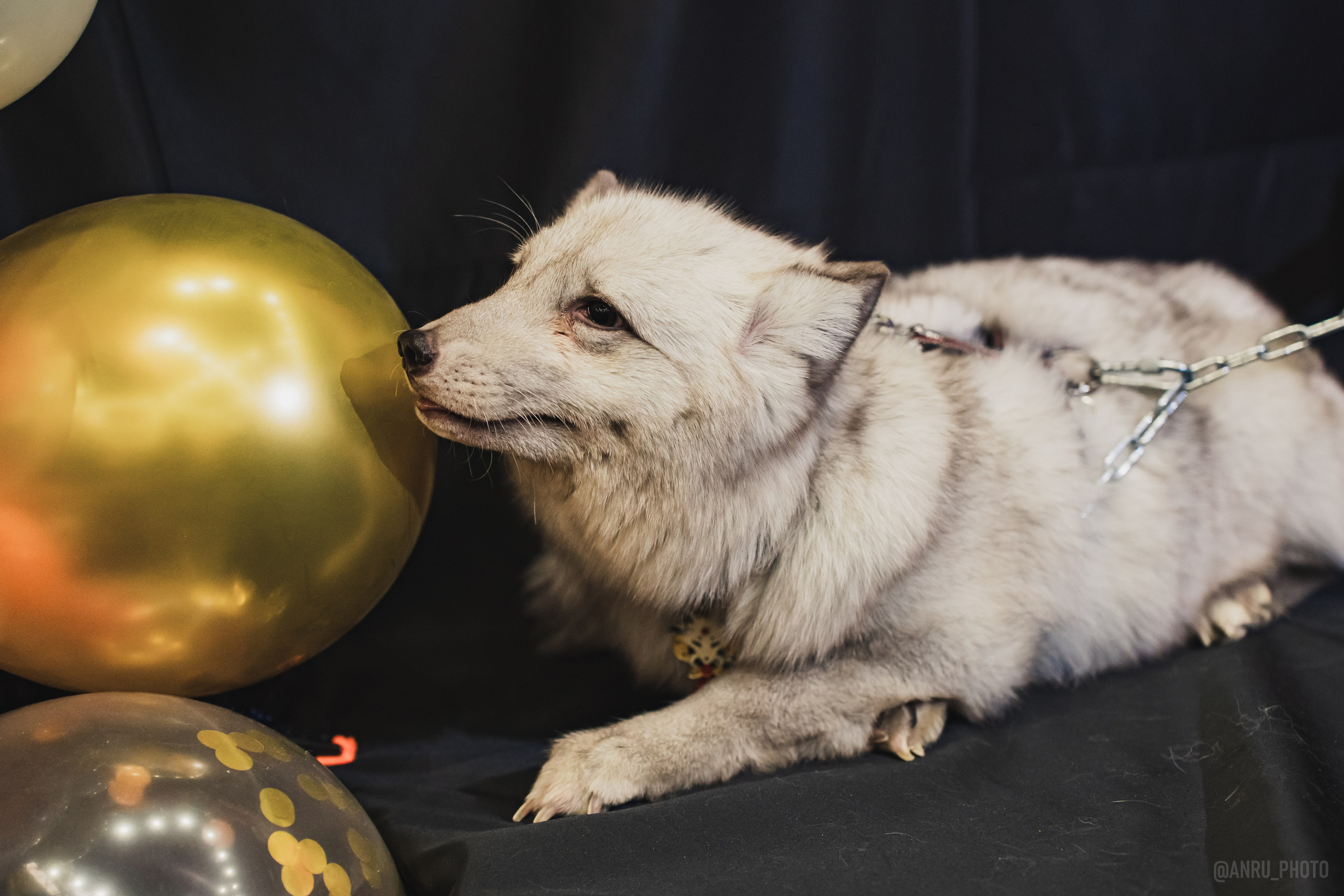 Fox Family fest. Репортажный фотограф Анастасия Рубцова