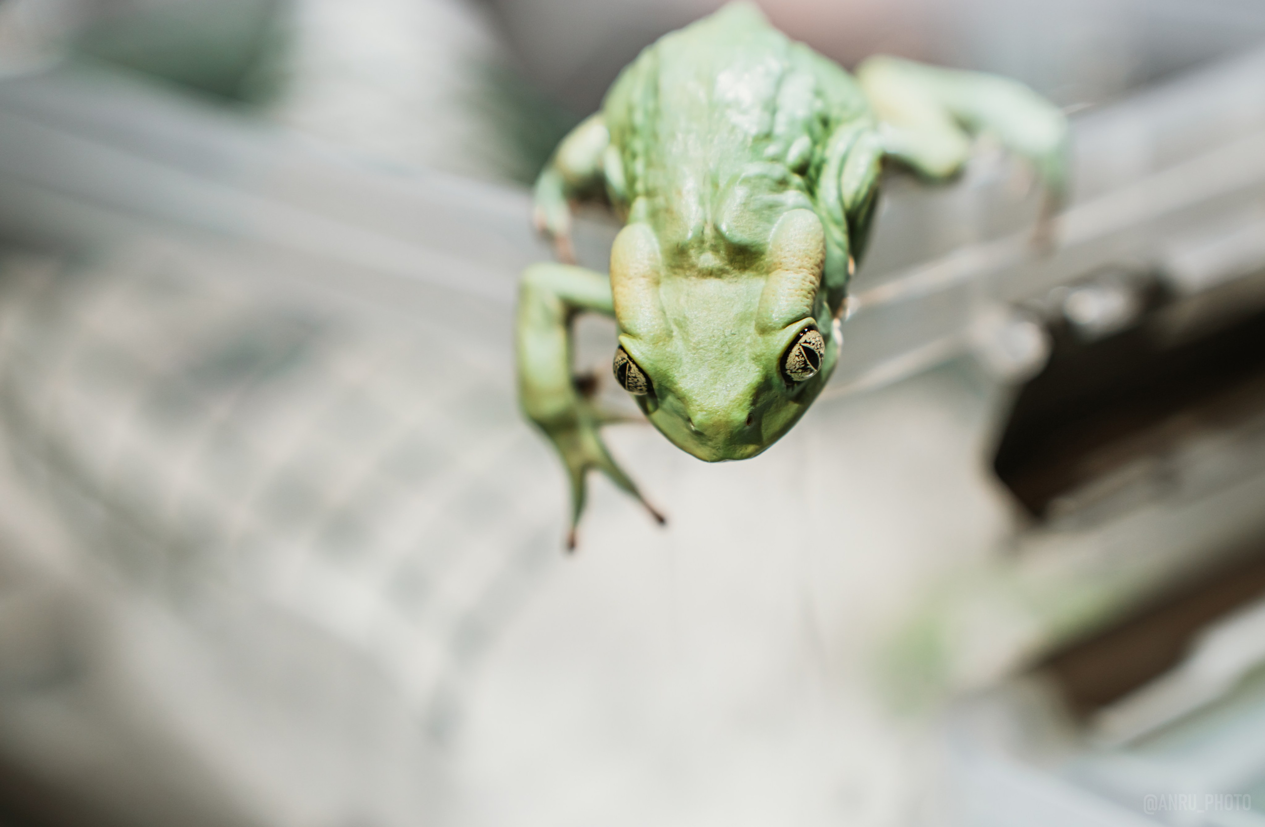 Рептилиум. Репортажный фотограф Анастасия Рубцова