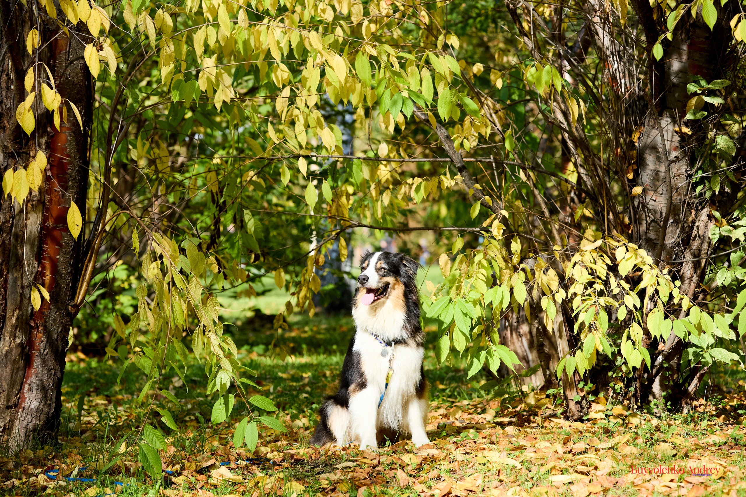 Басенджи и Аусси 21.09.2025. Buyvolenko Andrey