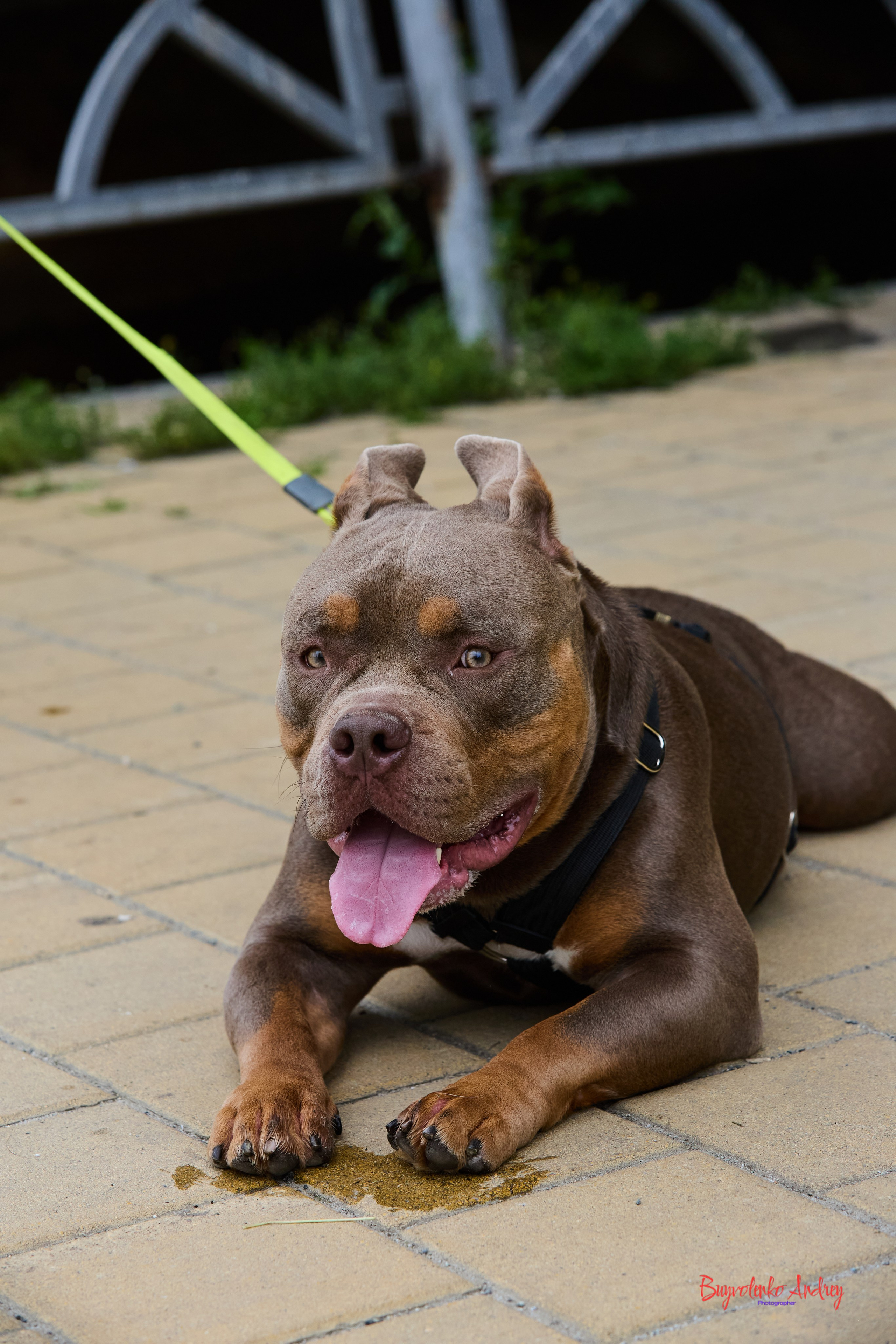 Проект фотопрогулка с хвостиком. Buyvolenko Andrey