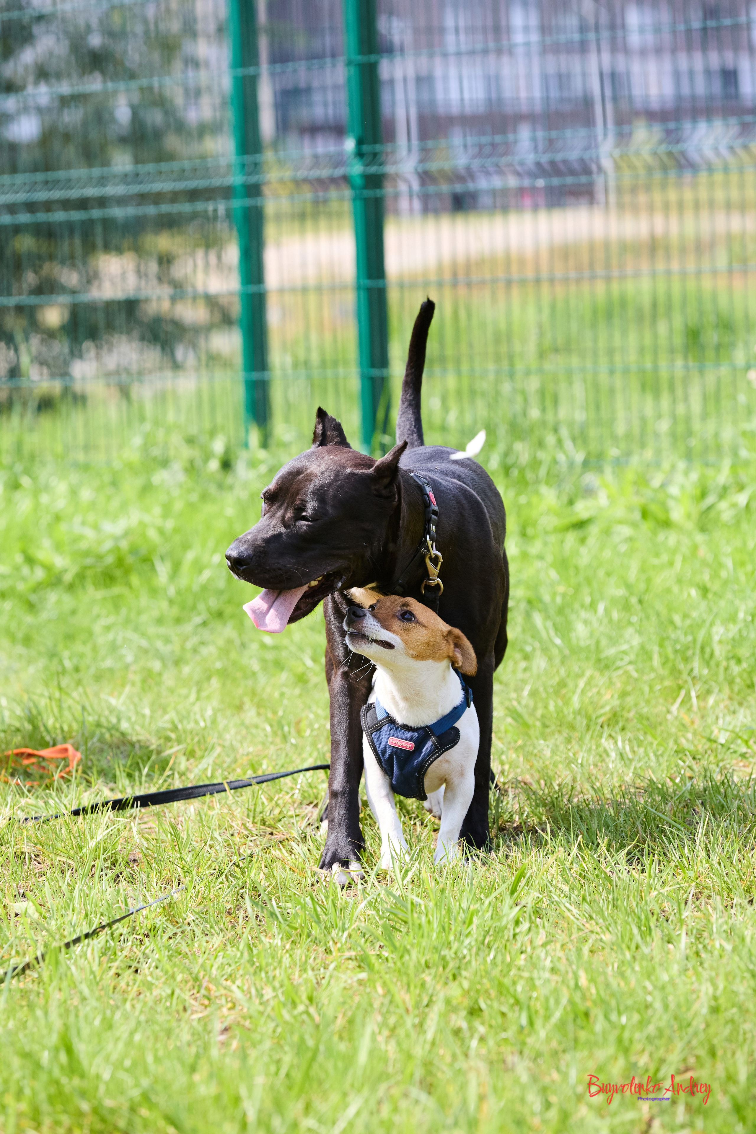 Проект фотопрогулка с хвостиком. Buyvolenko Andrey