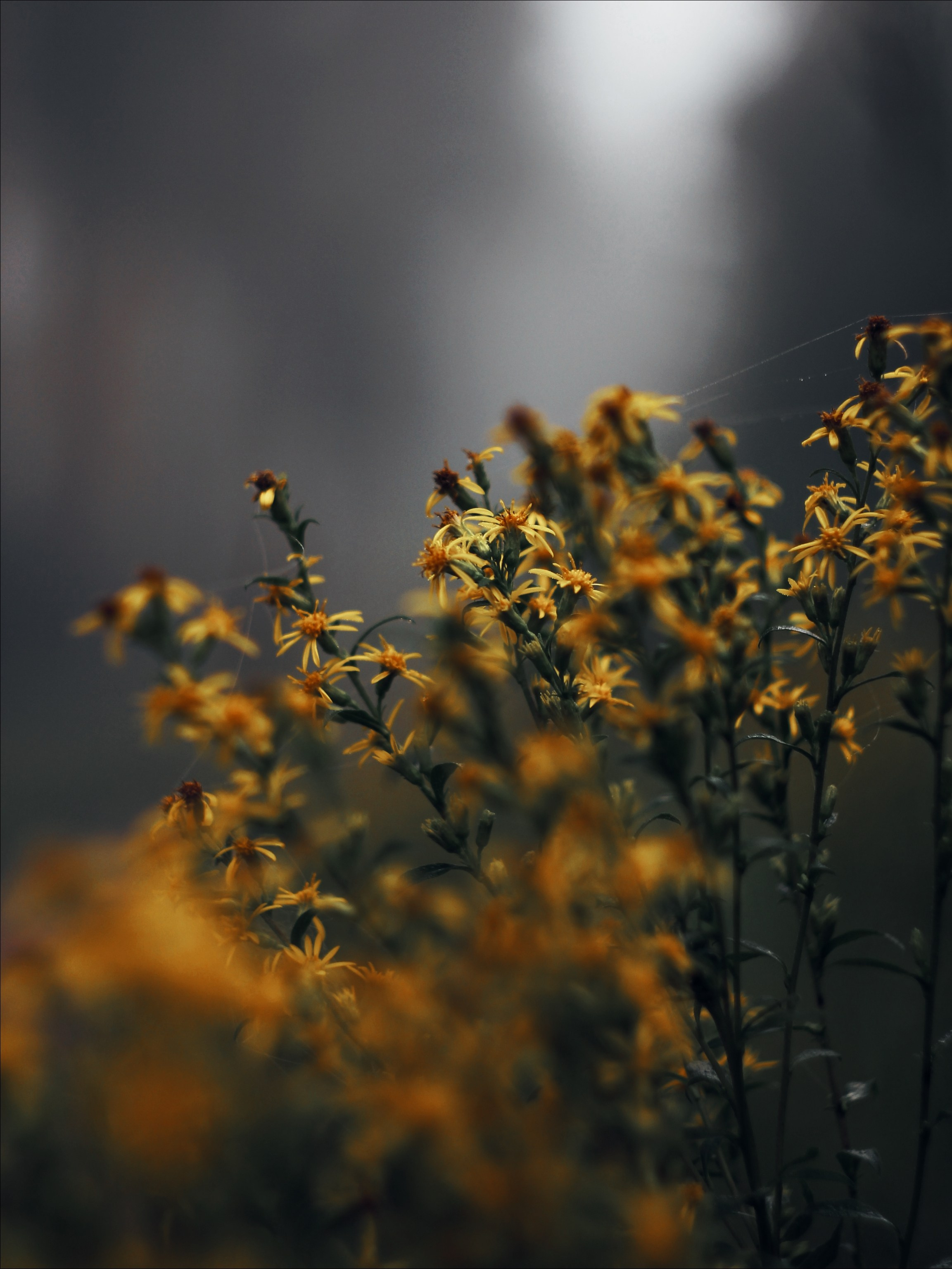 Меланхолия августа. С любовью, фотохудожник