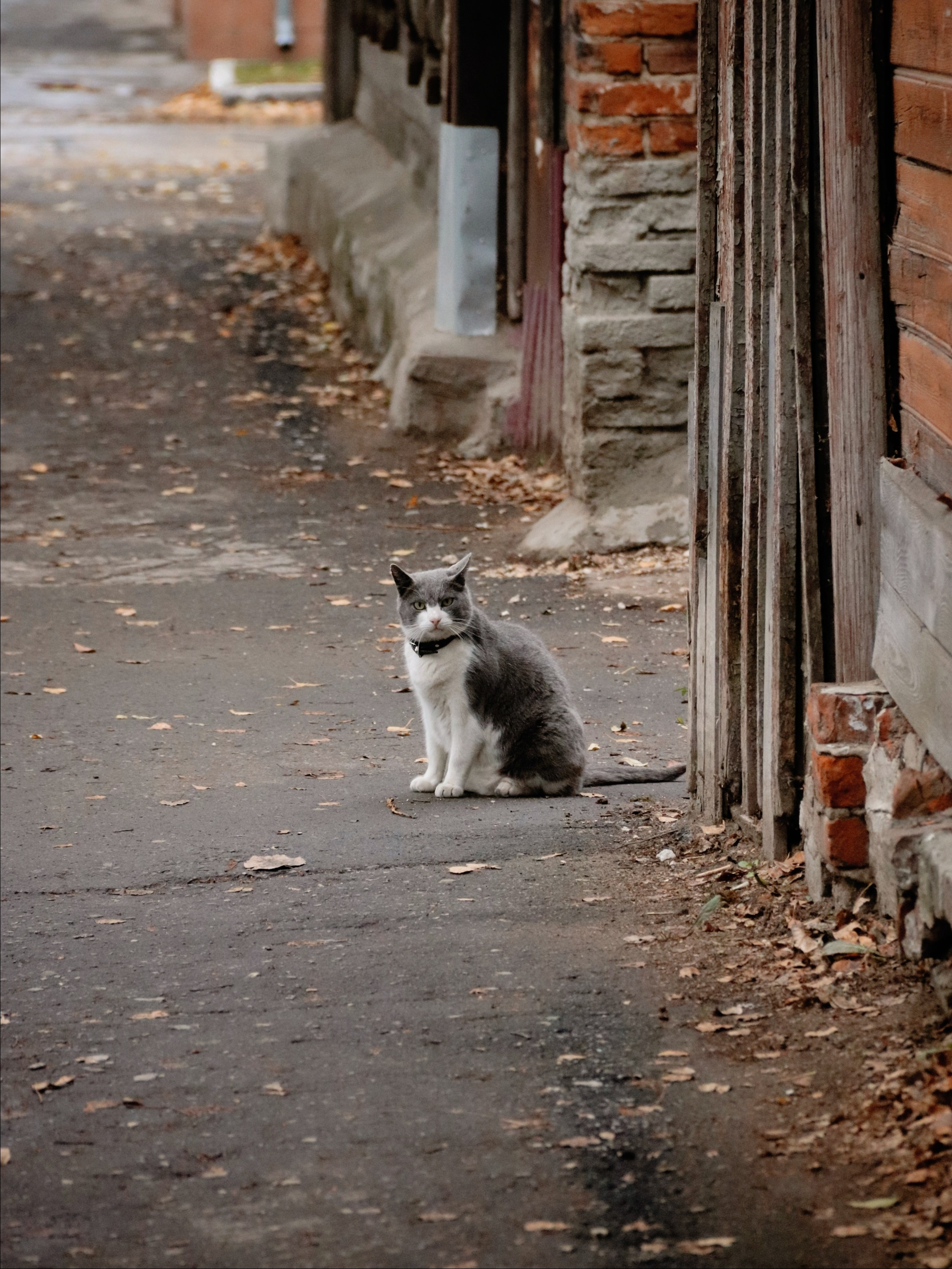 Уличные модели. С любовью, фотохудожник