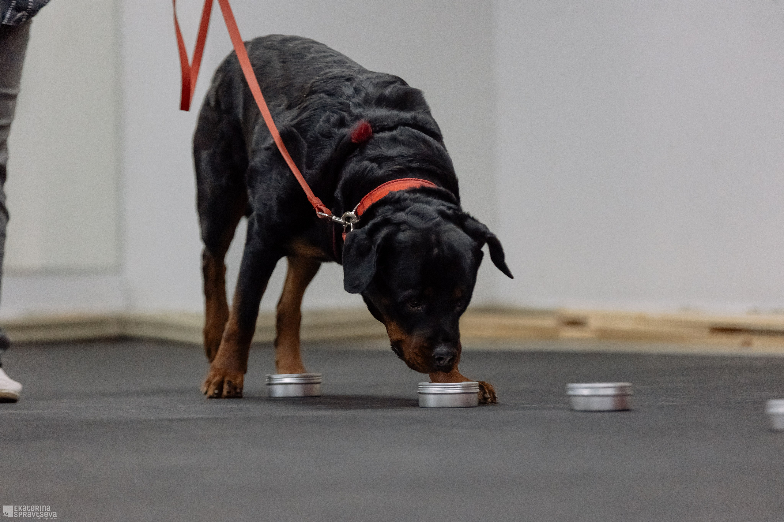 Праздник NoseWork. Фотограф Анималист Екатерина Справцева в Нижнем Новгороде