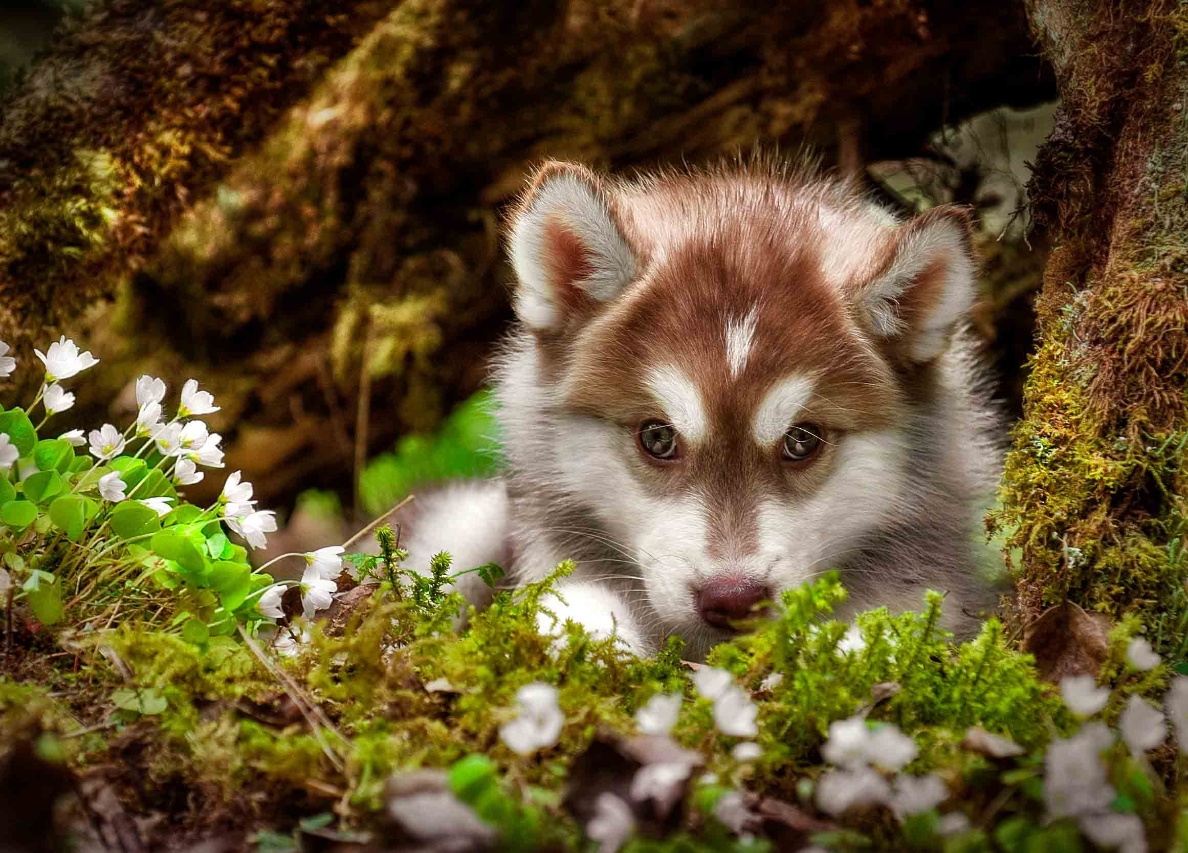 Собаки. Портретная и свадебная фотосъемка. Москва и область