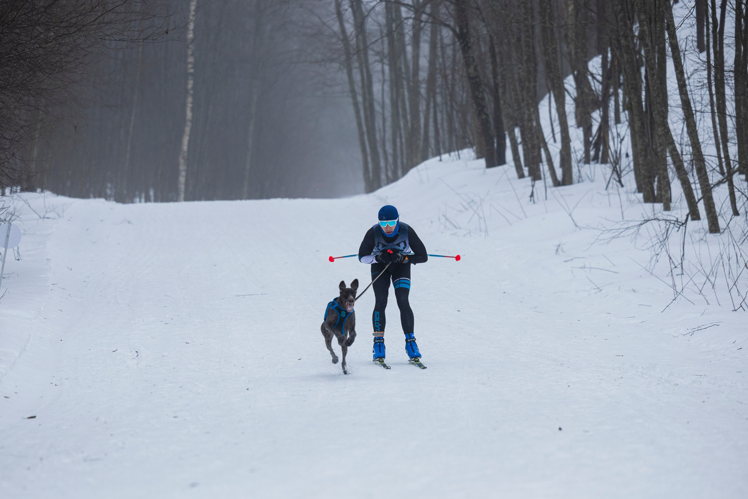 Зимний Чемпионат Санкт-Петербурга по ездовому спорту. Фотограф-анималист Анна Маринич