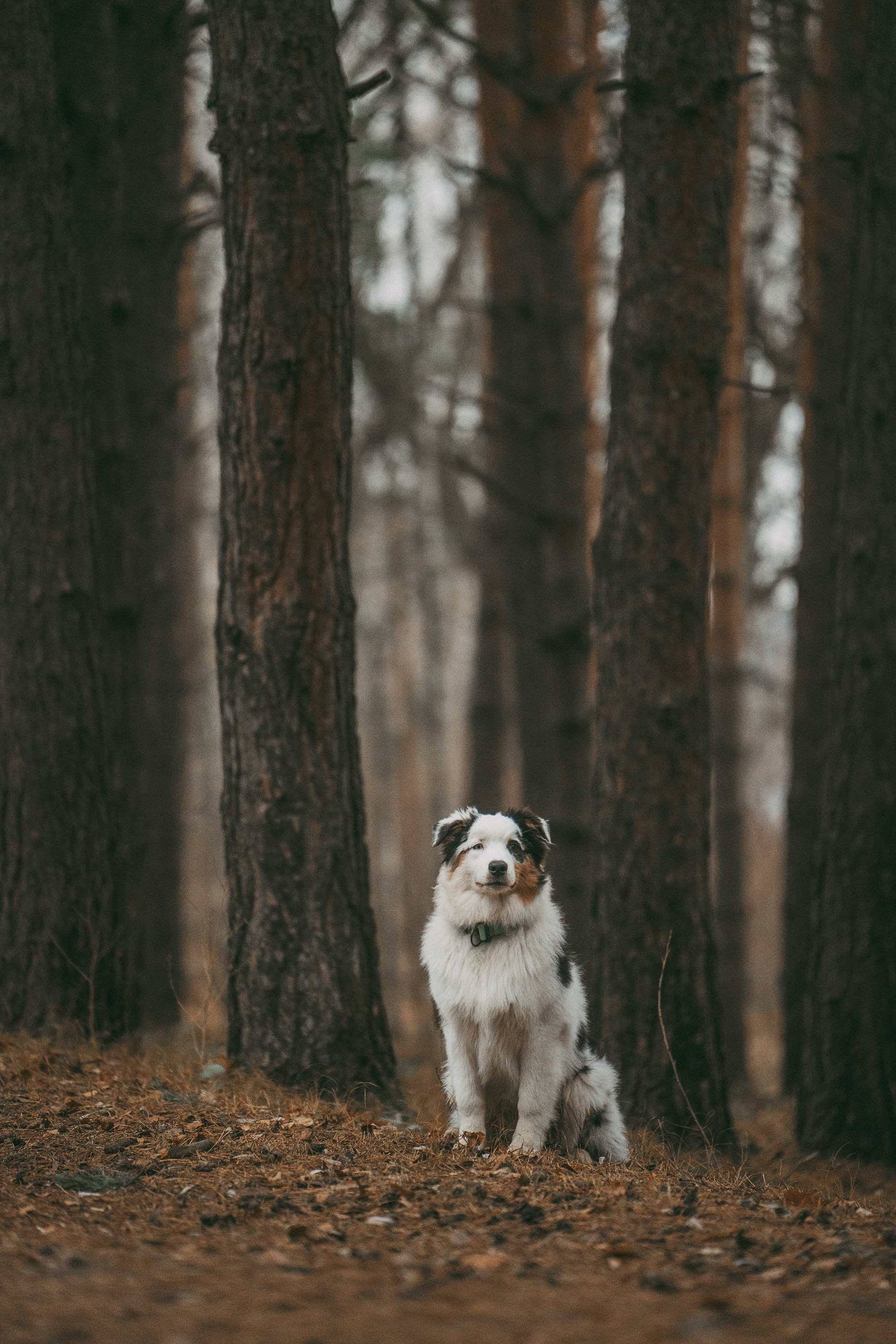 Лиза и Бублик. Фотограф анималист в Москве и Санкт-Петербурге Свиридова Анна