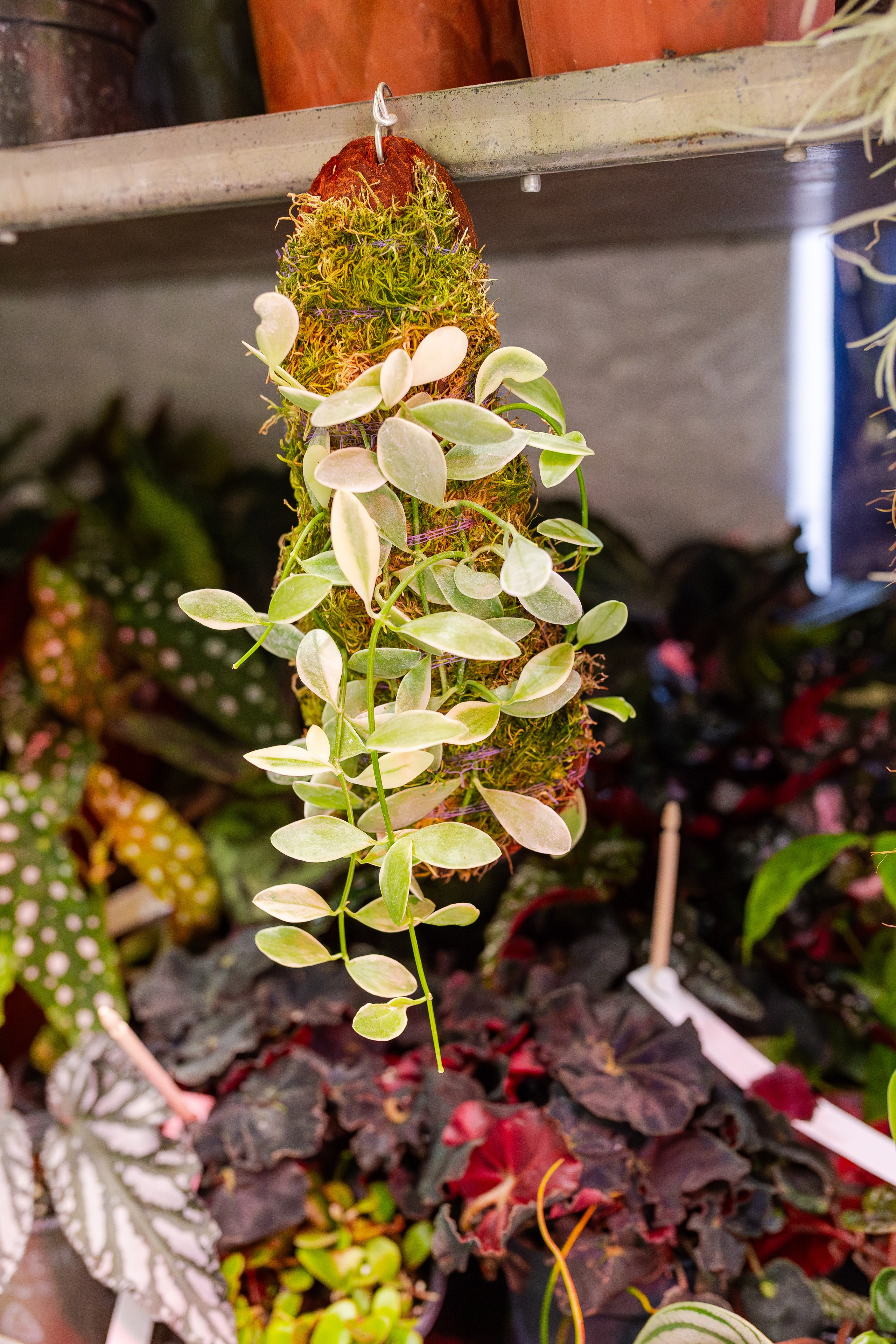 Орхидиум сентябрь 2025. Александра Куликова фотограф, Москва