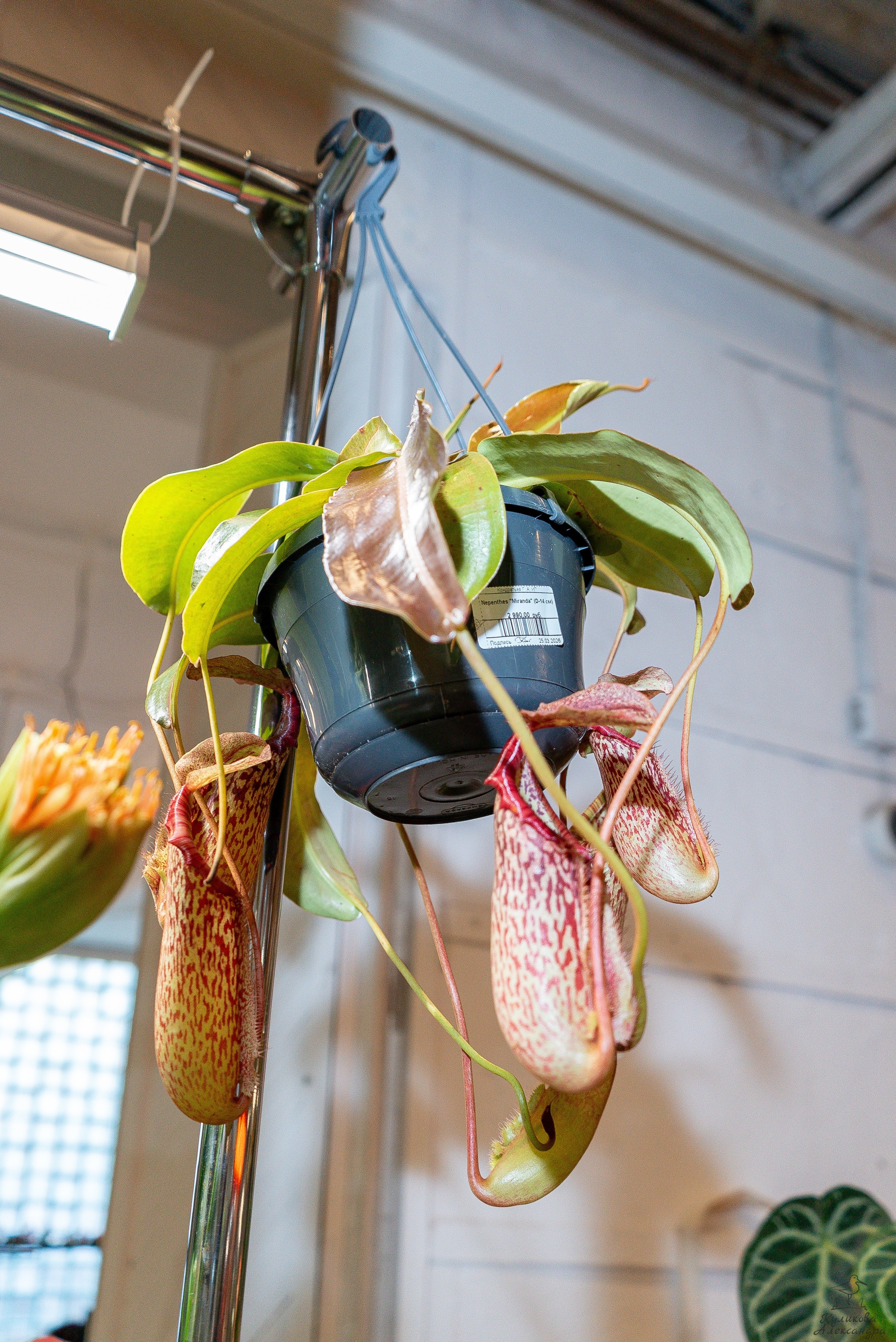 Гроубокс Артплей апрель. Александра Куликова фотограф, Москва