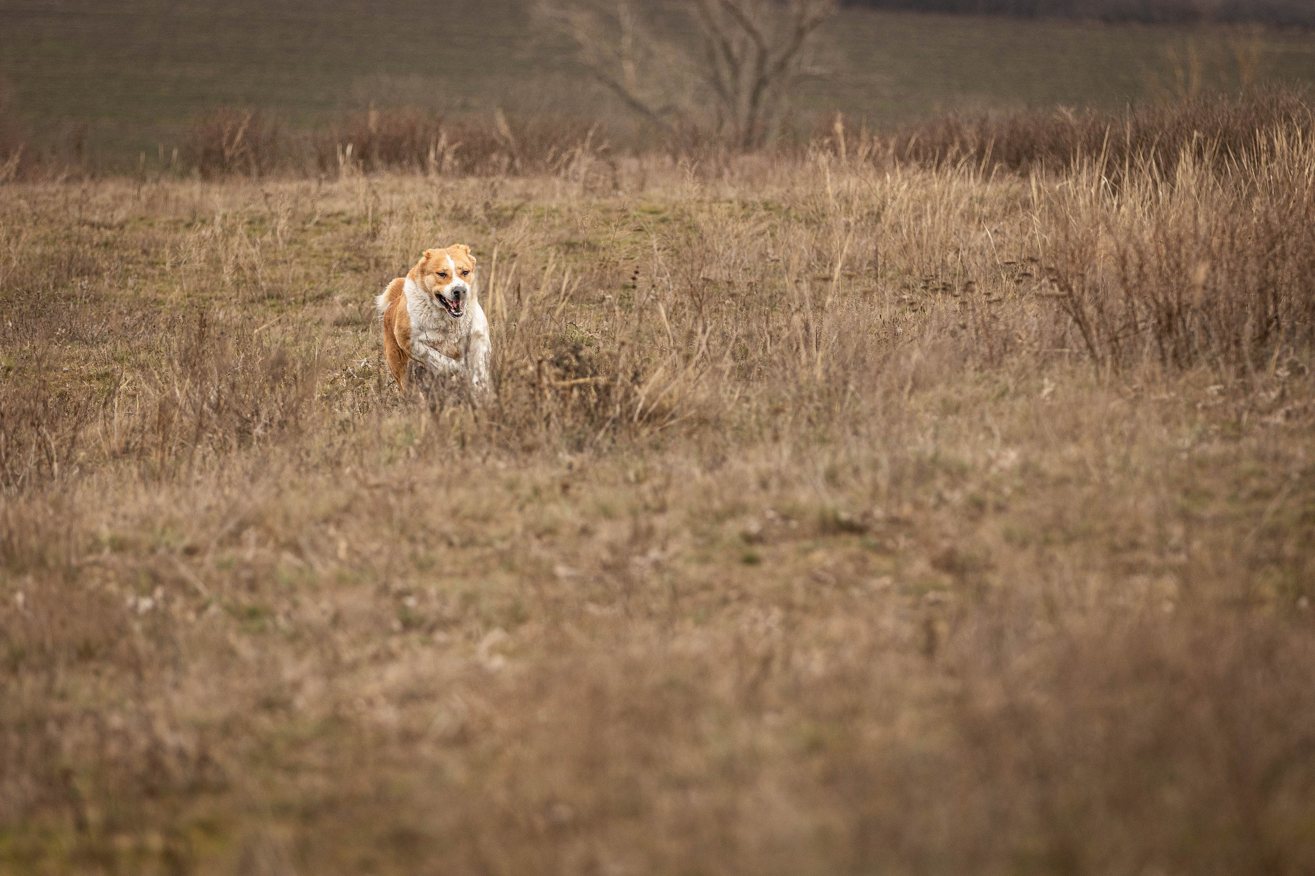 Пальма. Фотограф-АниМалист Анна Абрамова