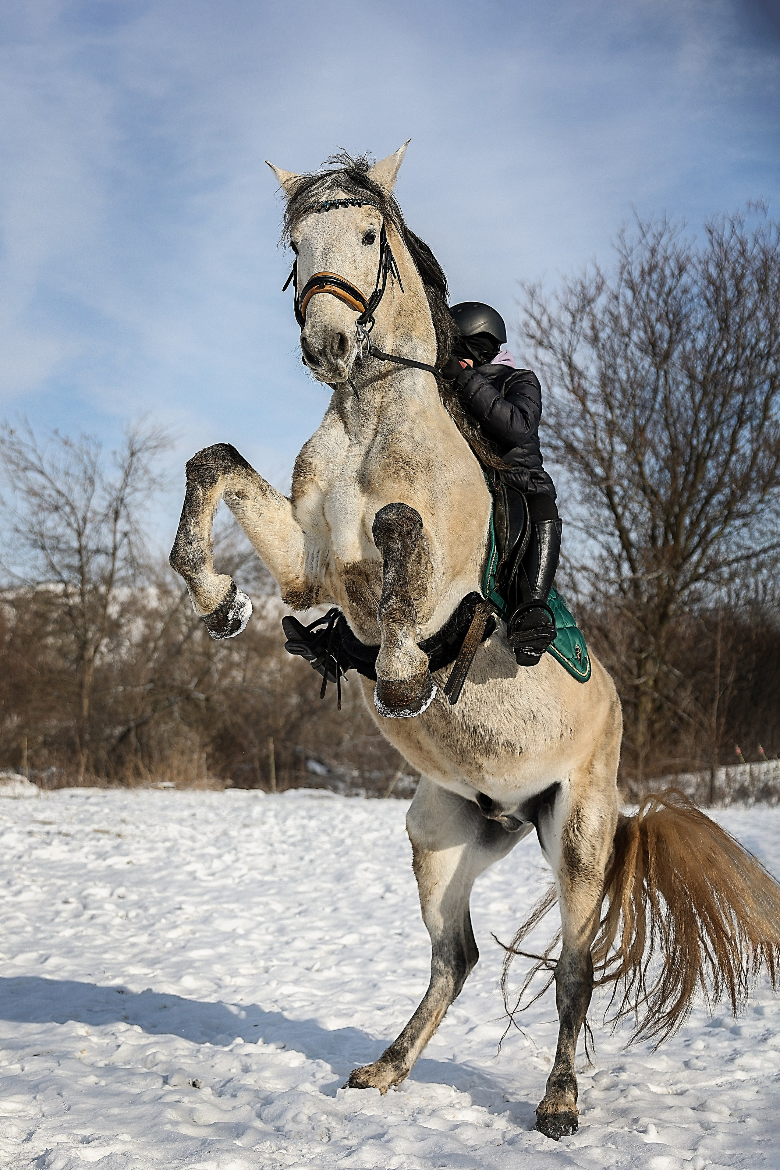 ЛОШАДИ. Фотограф-АниМалист Анна Абрамова