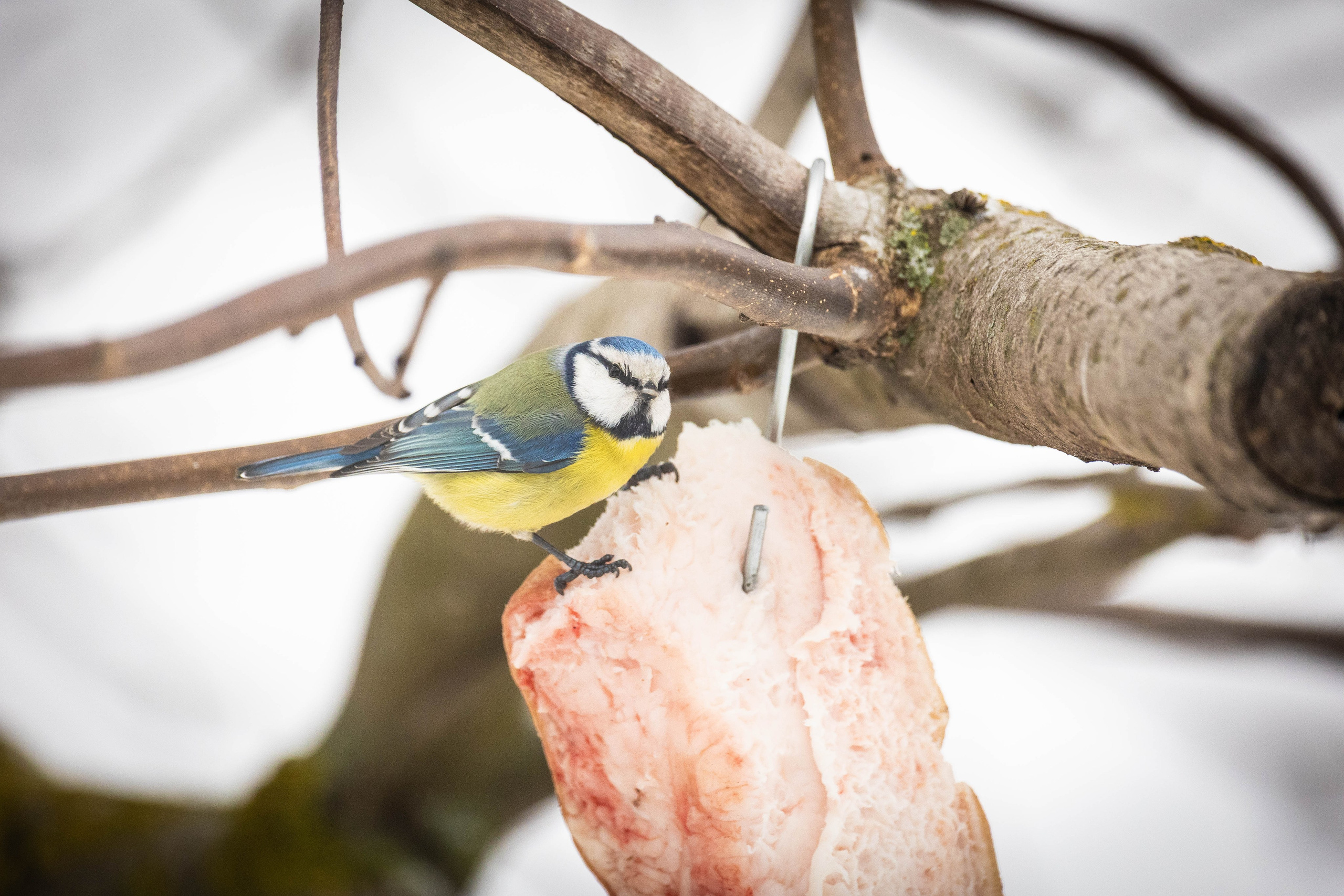 Дикий животный мир. Фотограф-АниМалист Анна Абрамова