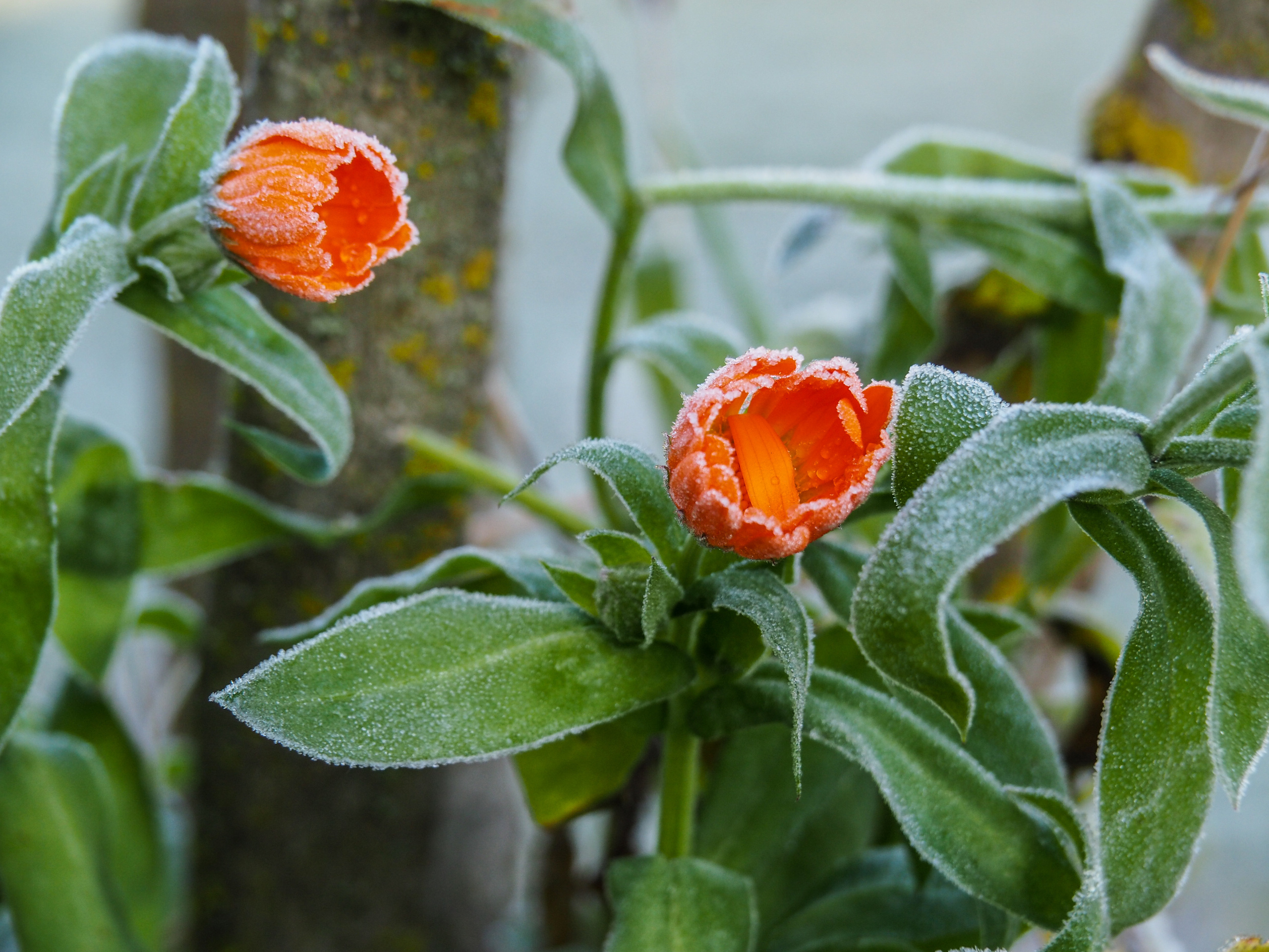 Not far from Moscow. Фотограф