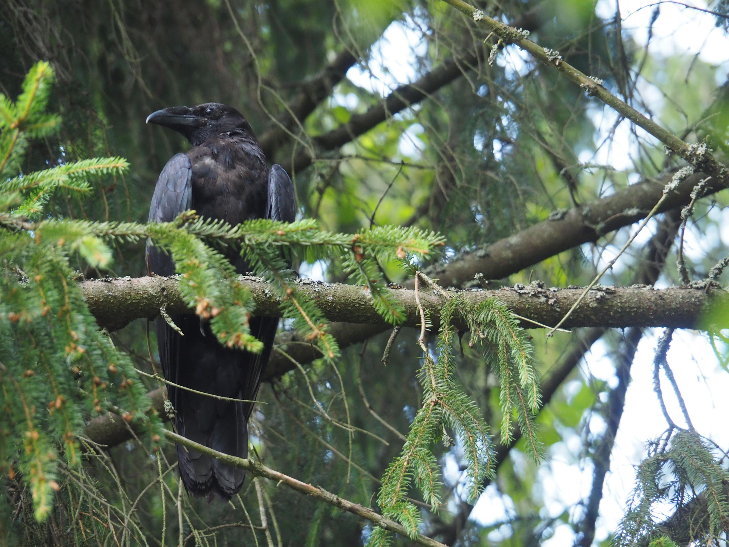 Not far from Moscow. Фотограф