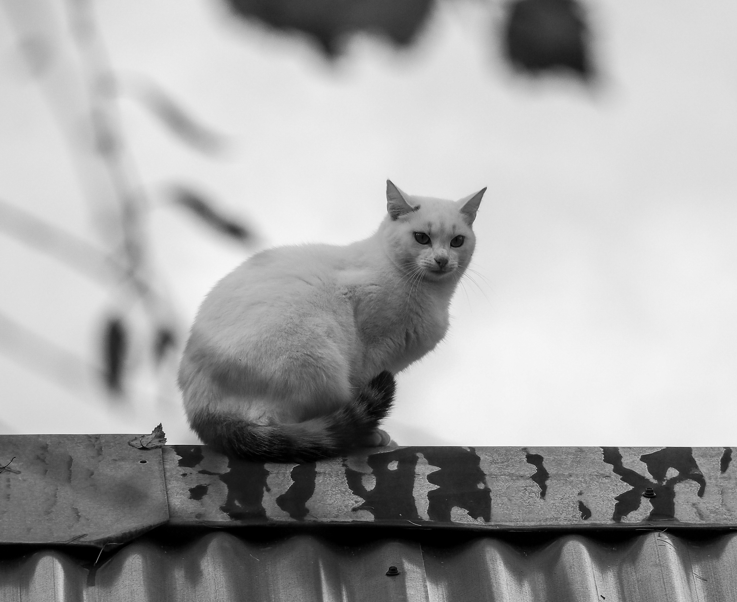 Not far from Moscow. Фотограф