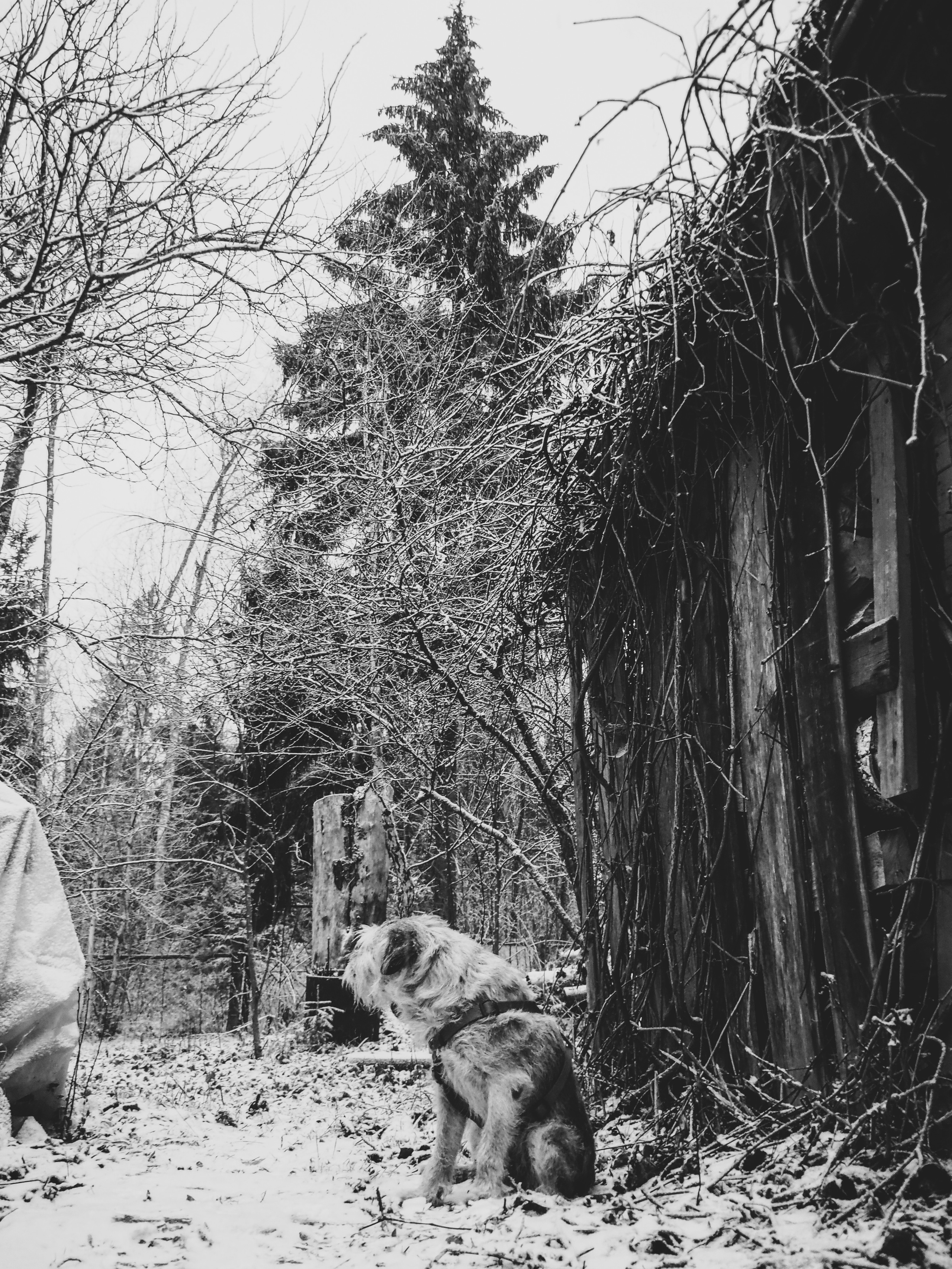 Black and white look. Фотограф