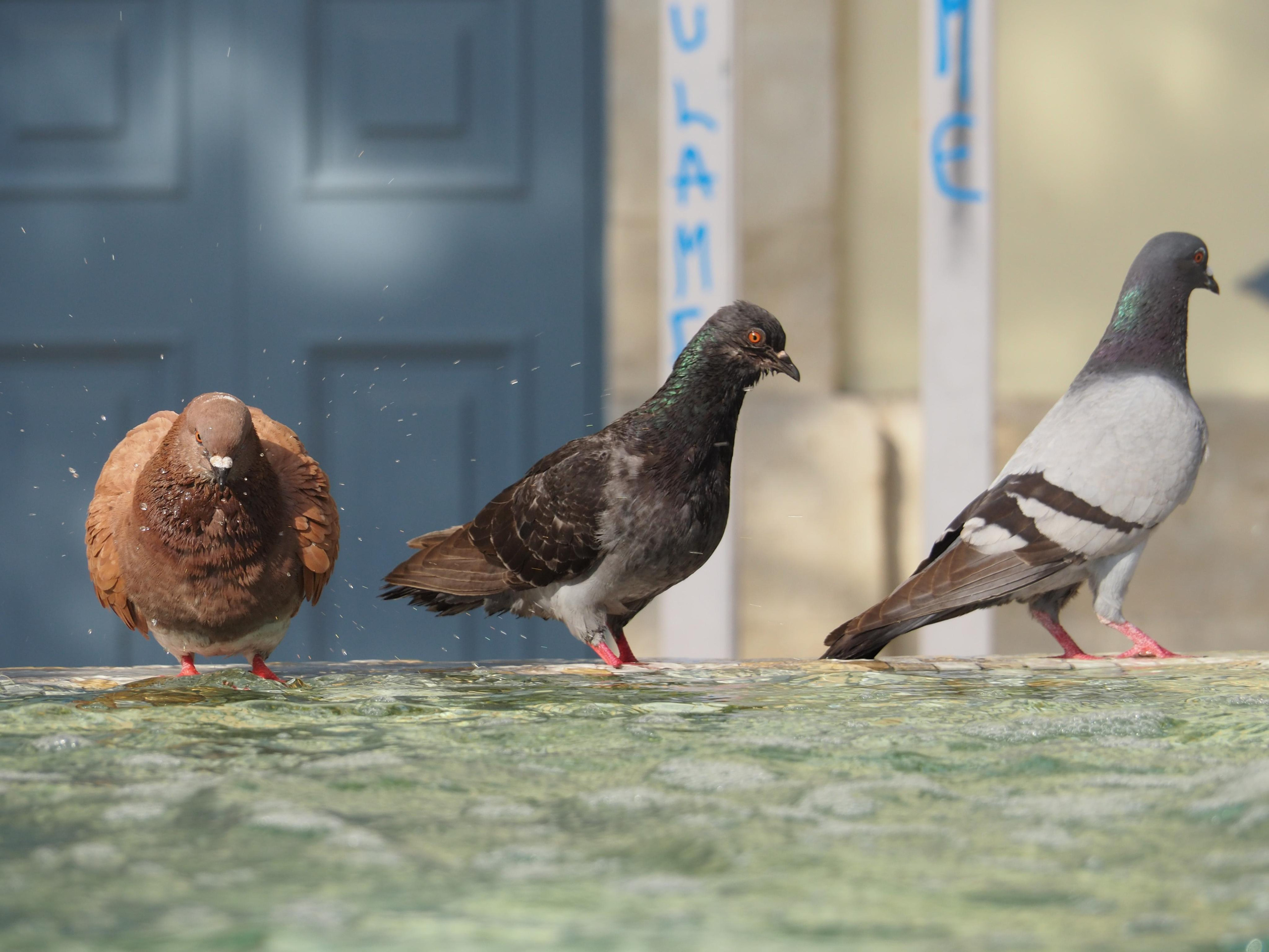 Limassol. City by the sea. Фотограф