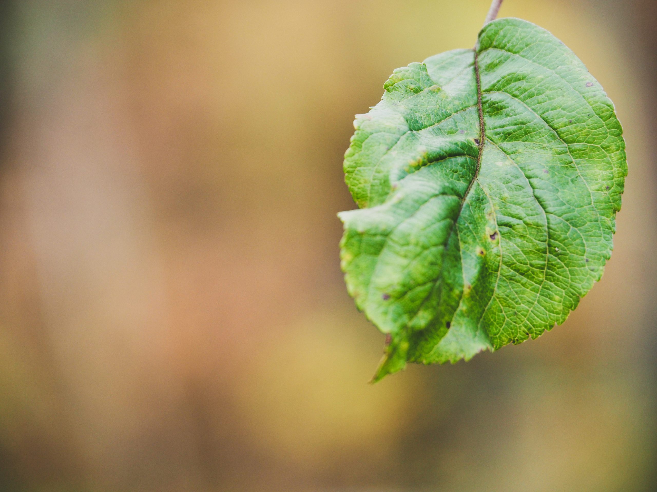 Not far from Moscow. Фотограф