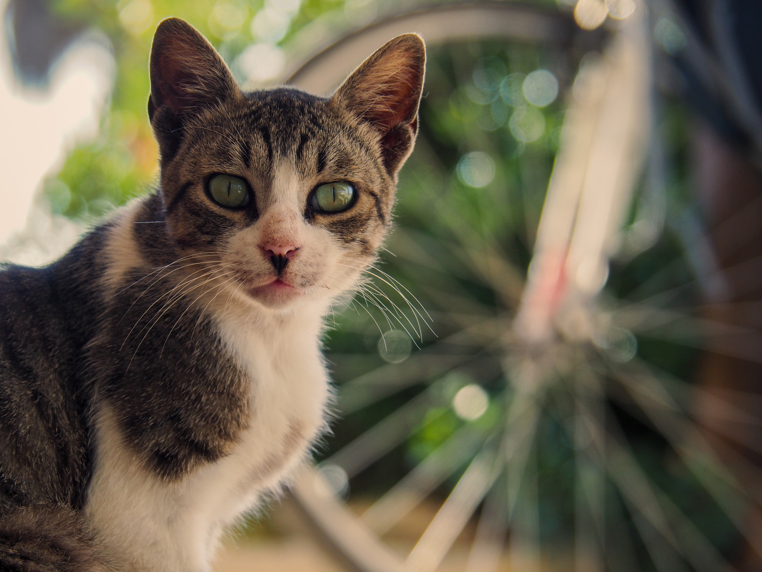 Limassol. City by the sea. Фотограф