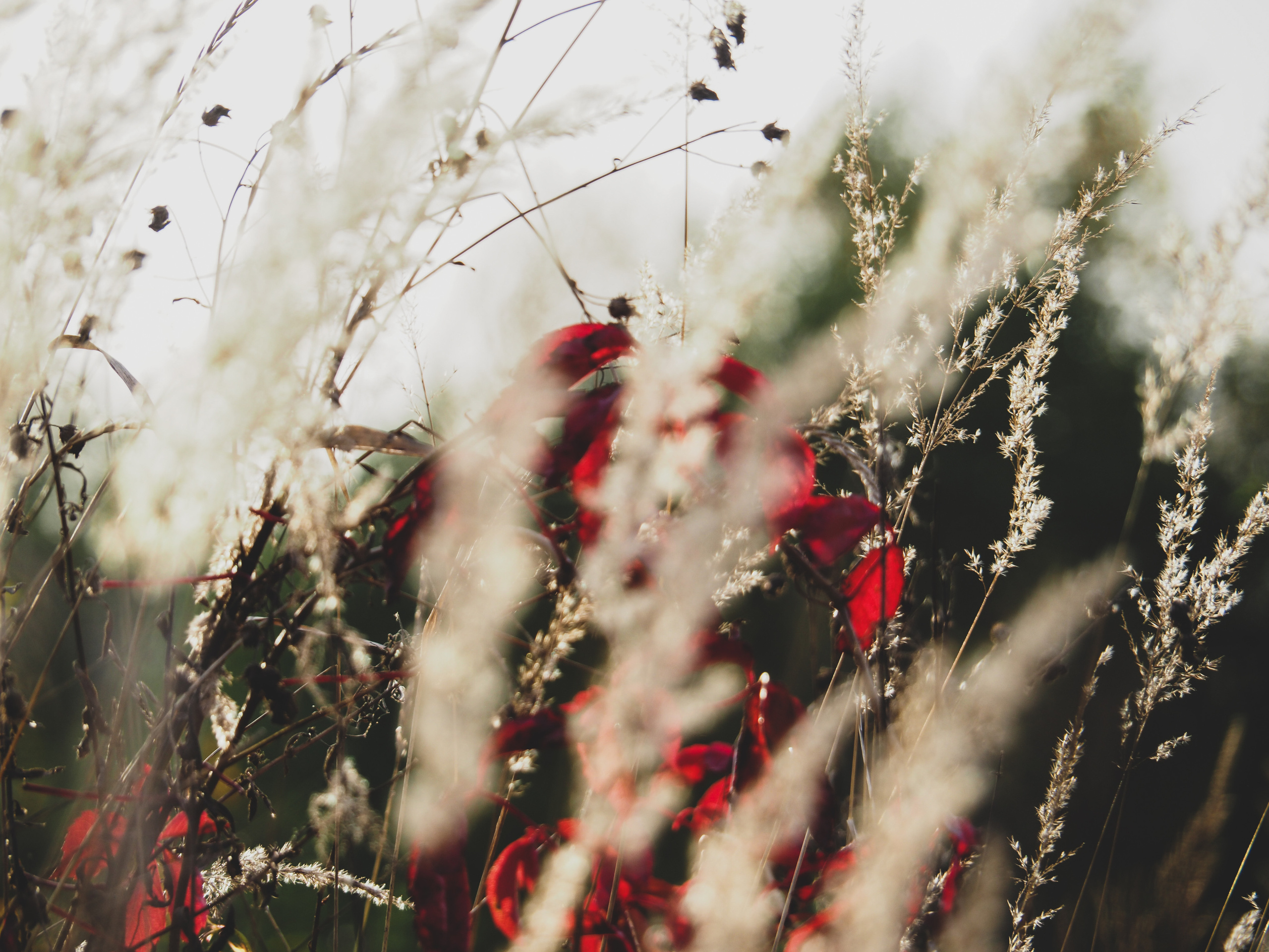 Not far from Moscow. Фотограф