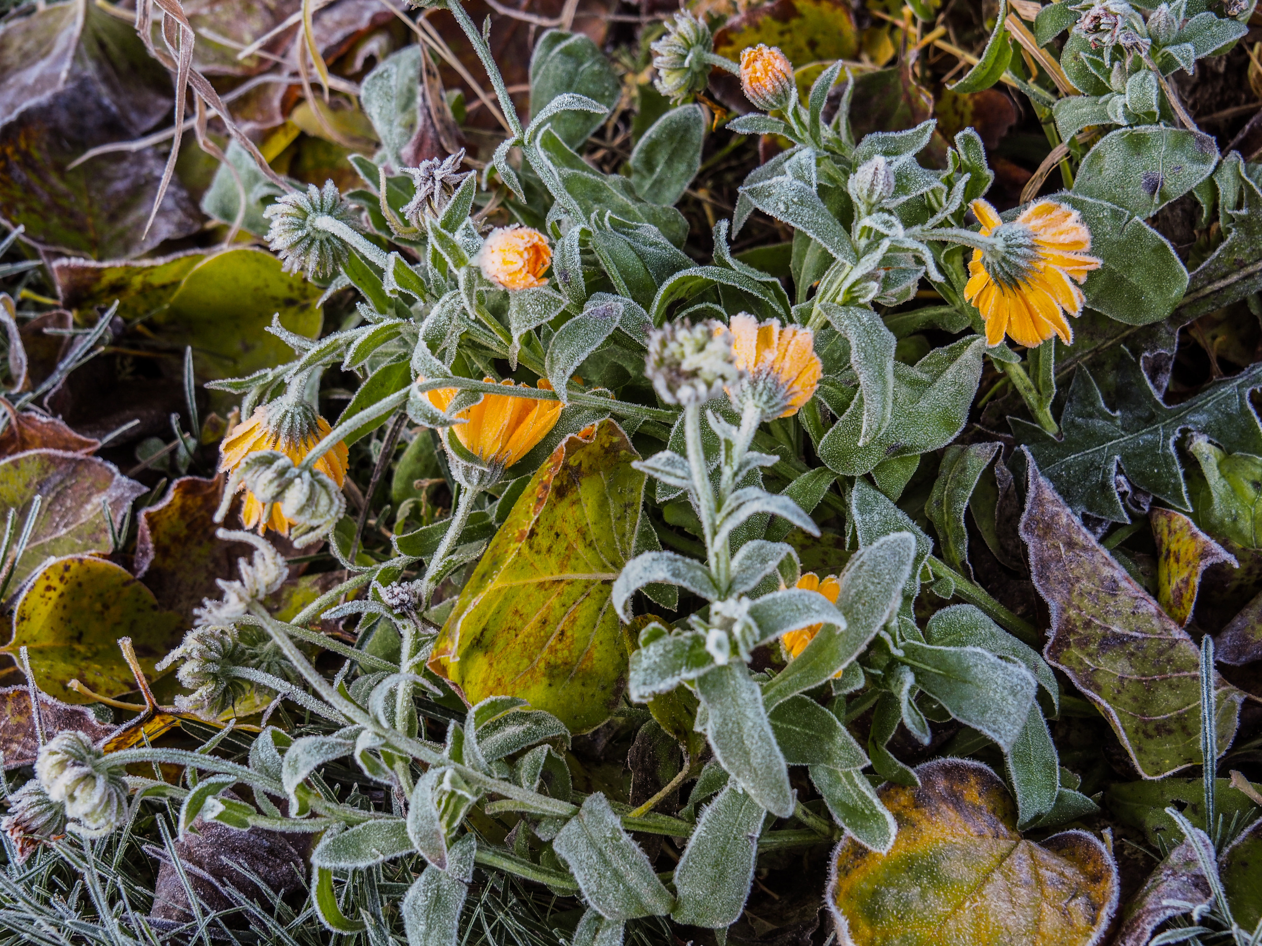 Not far from Moscow. Фотограф