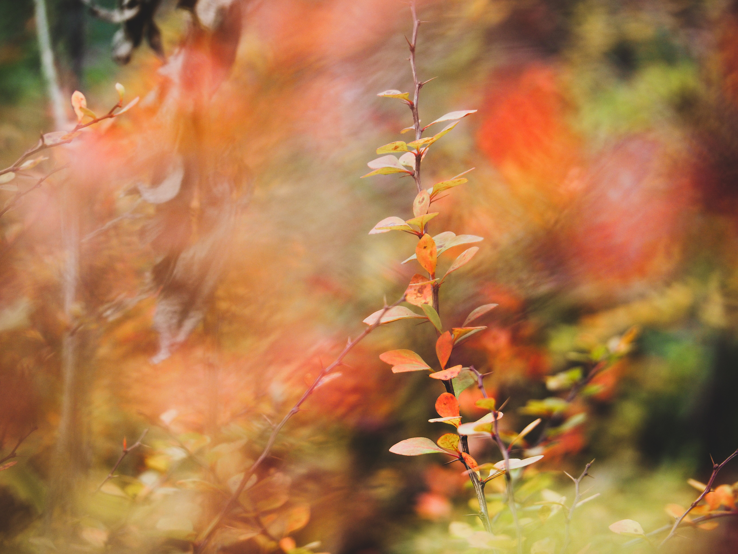 Not far from Moscow. Фотограф