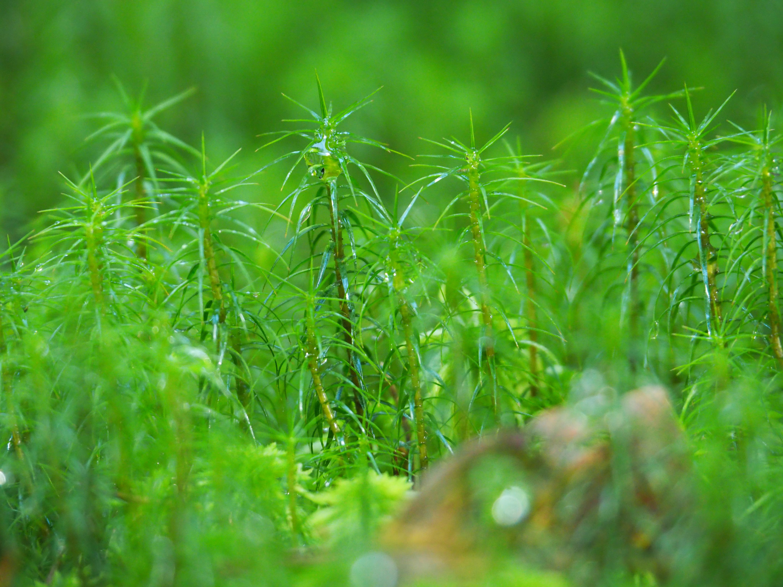 Not far from Moscow. Фотограф