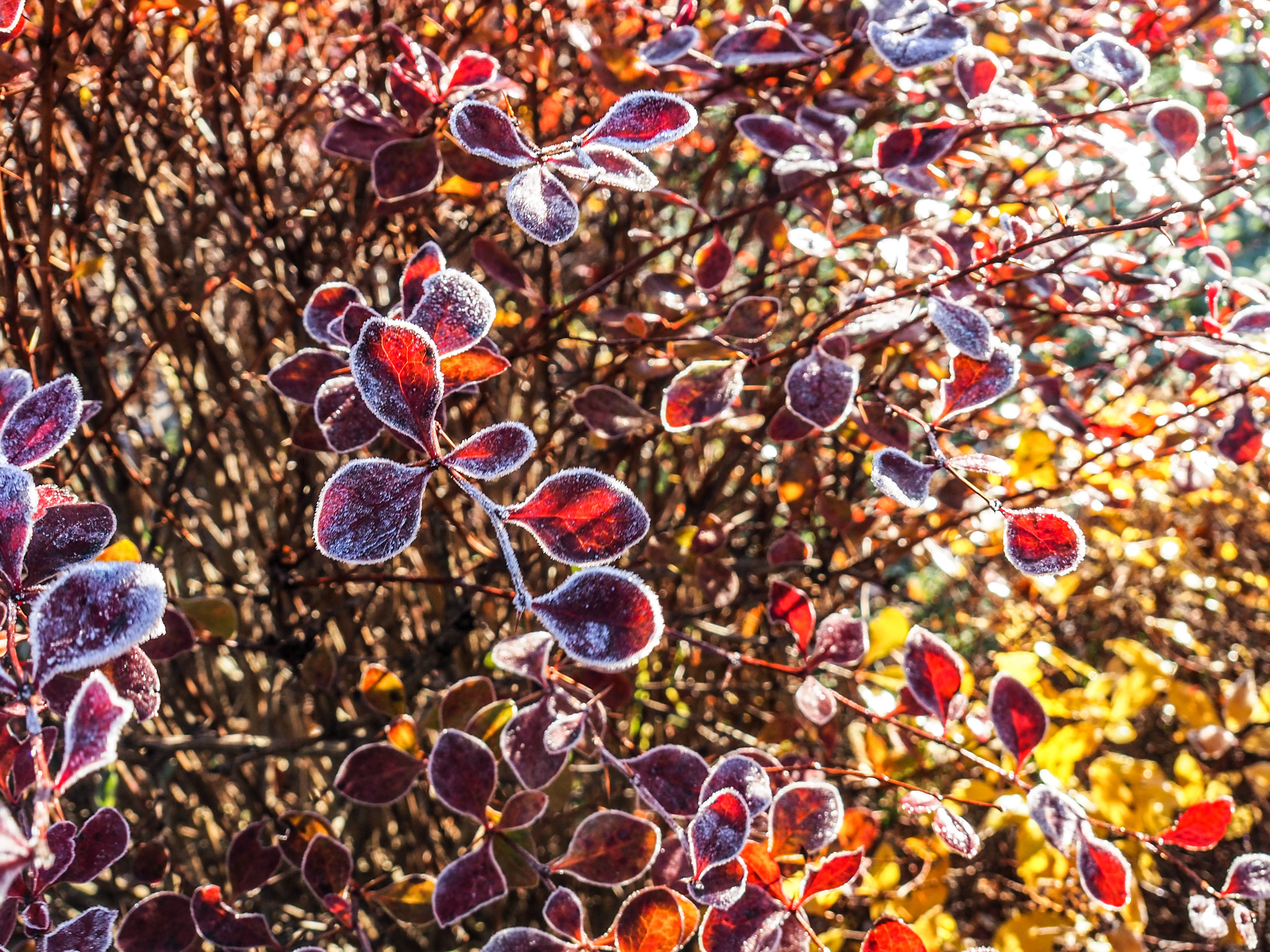 Not far from Moscow. Фотограф