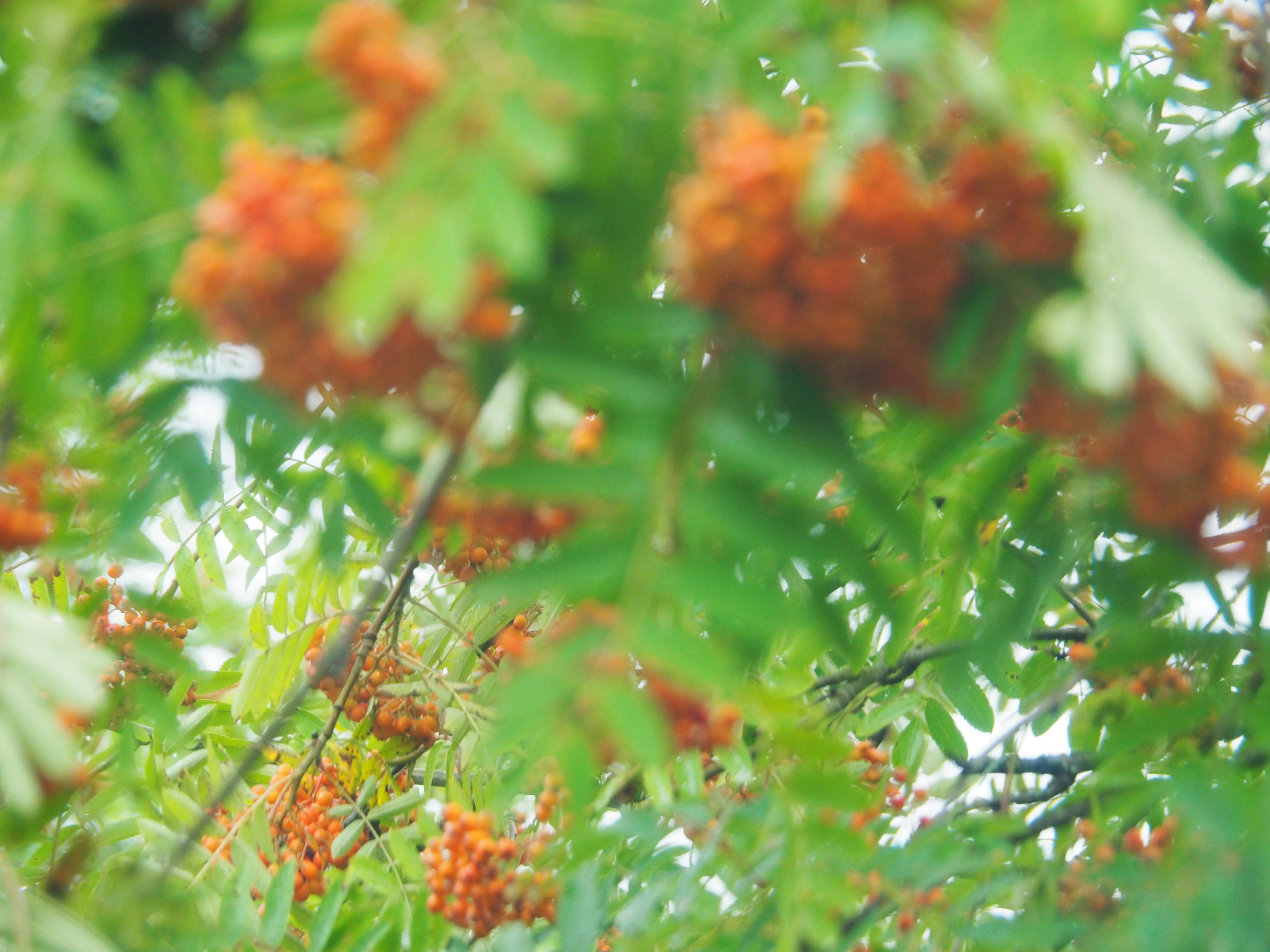 Not far from Moscow. Фотограф