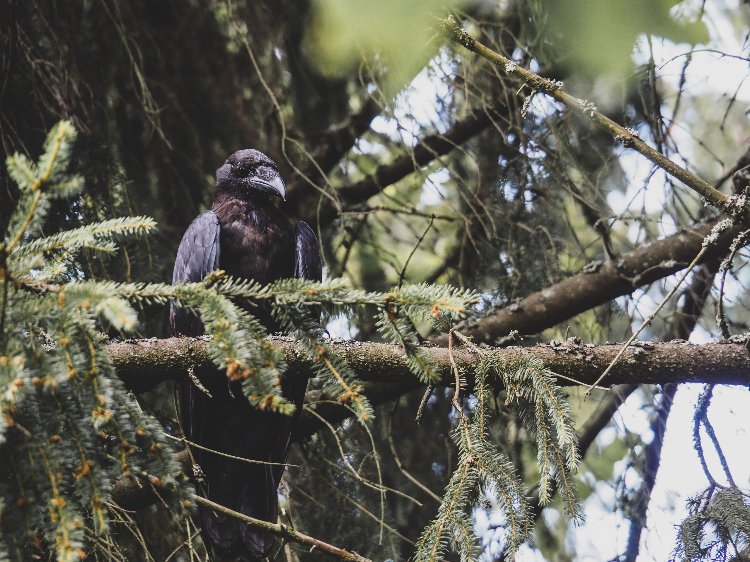Not far from Moscow. Фотограф