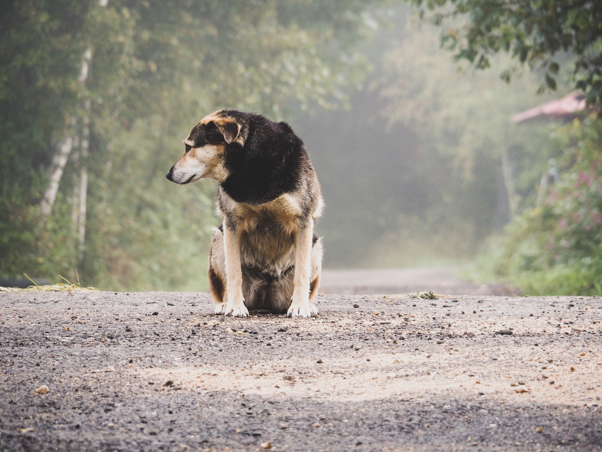 Not far from Moscow. Фотограф