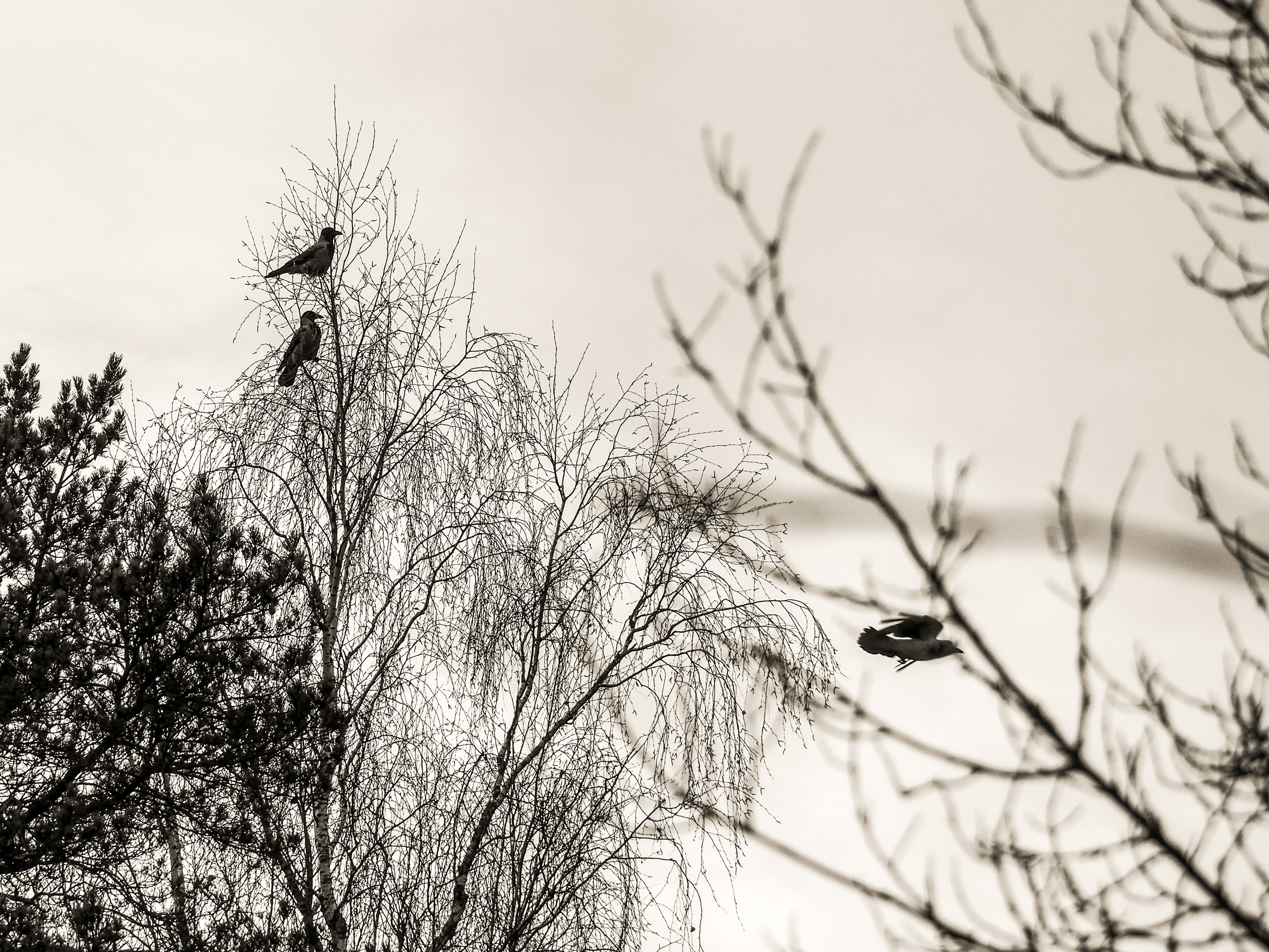 Not far from Moscow. Фотограф