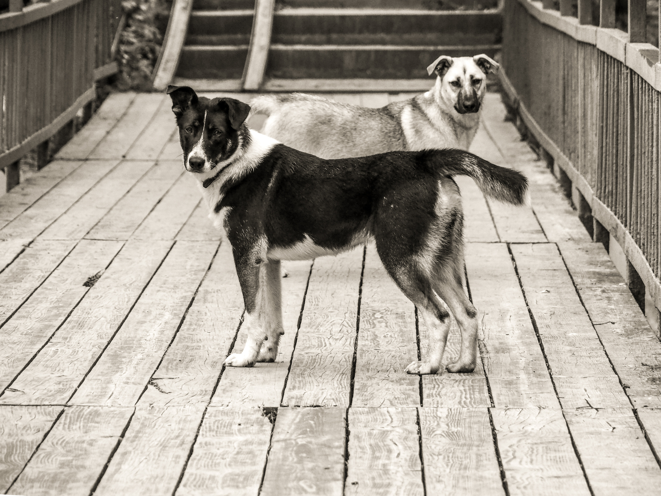 Not far from Moscow. Фотограф