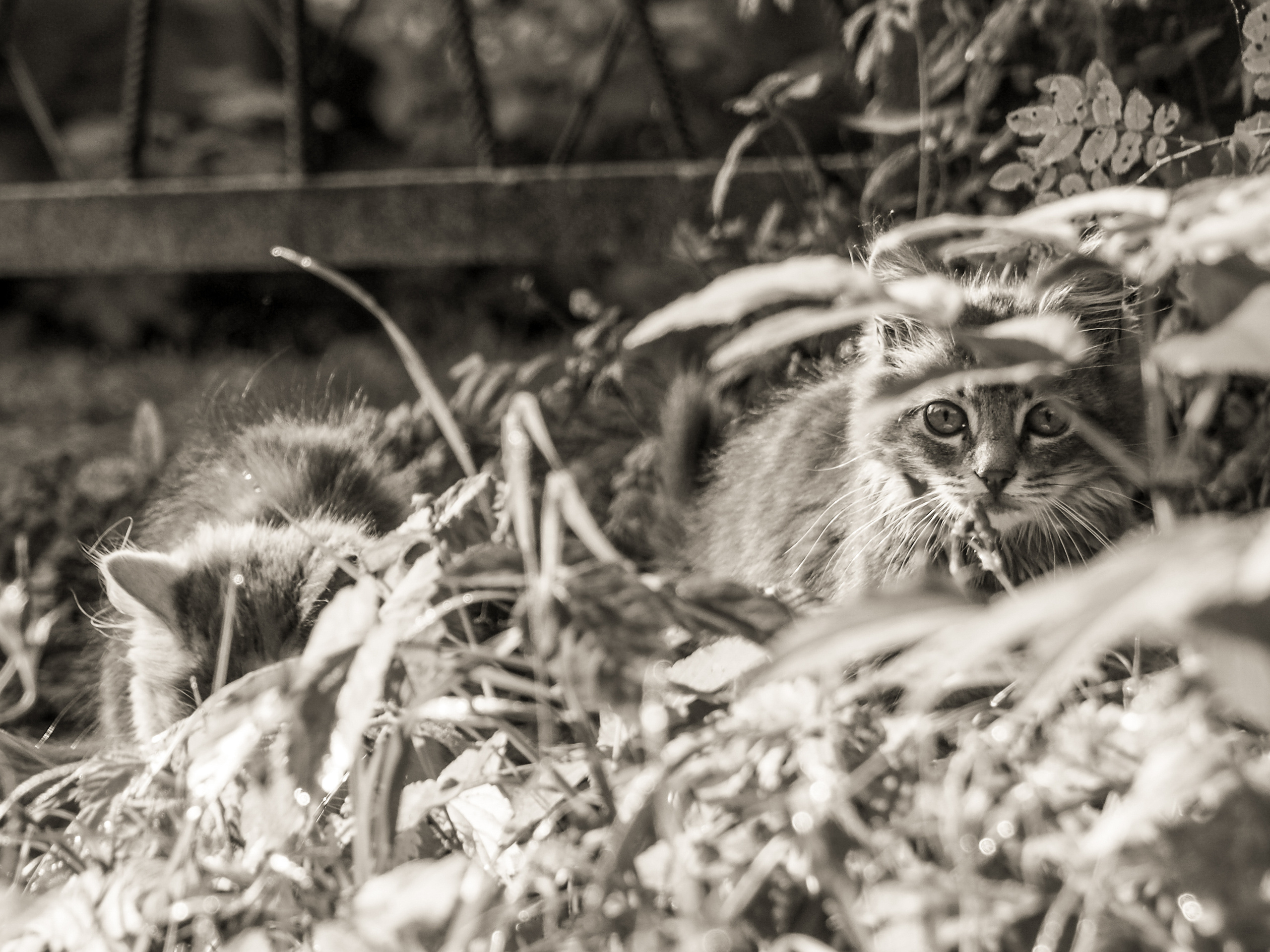 Not far from Moscow. Фотограф