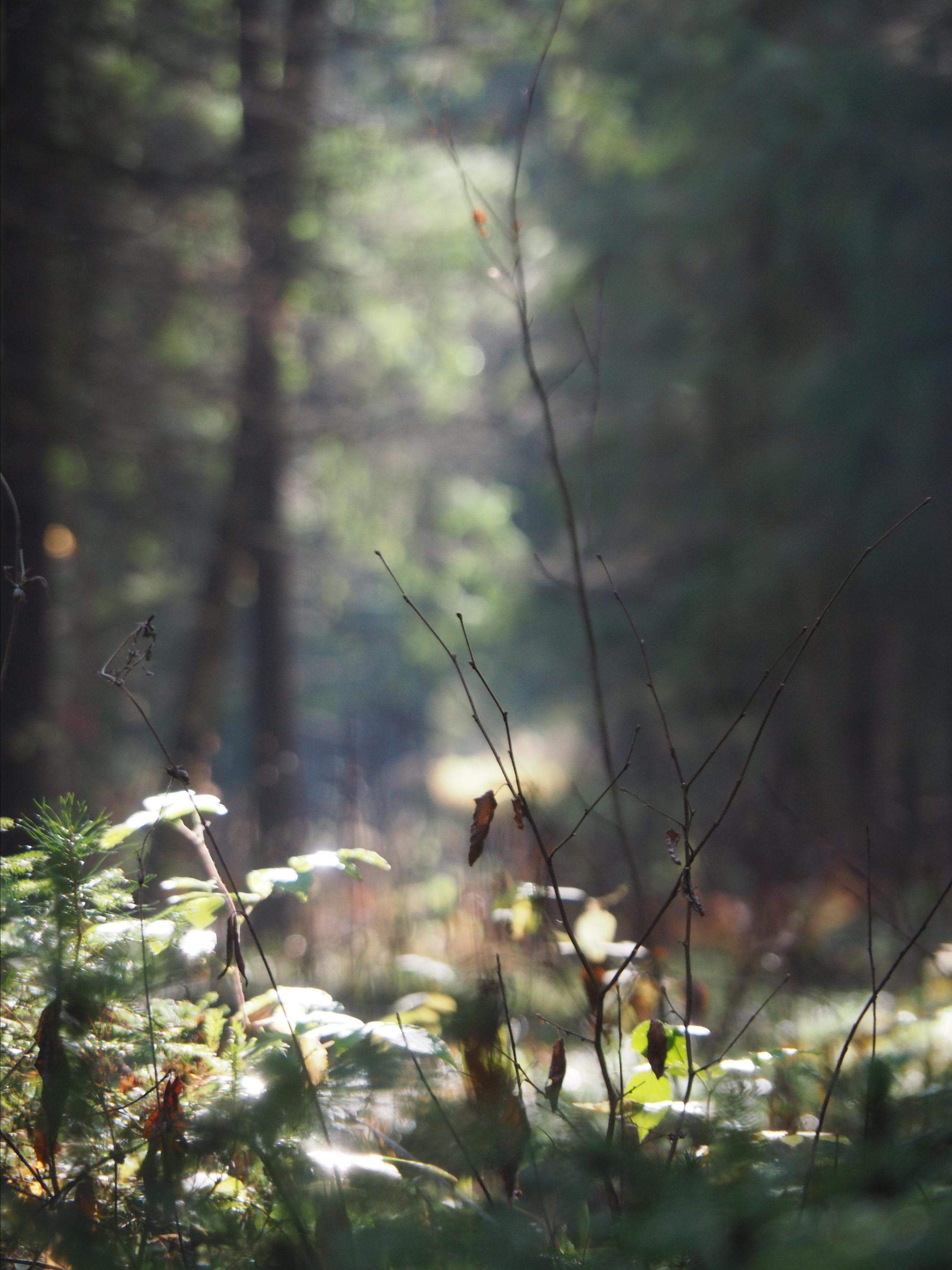 Not far from Moscow. Фотограф