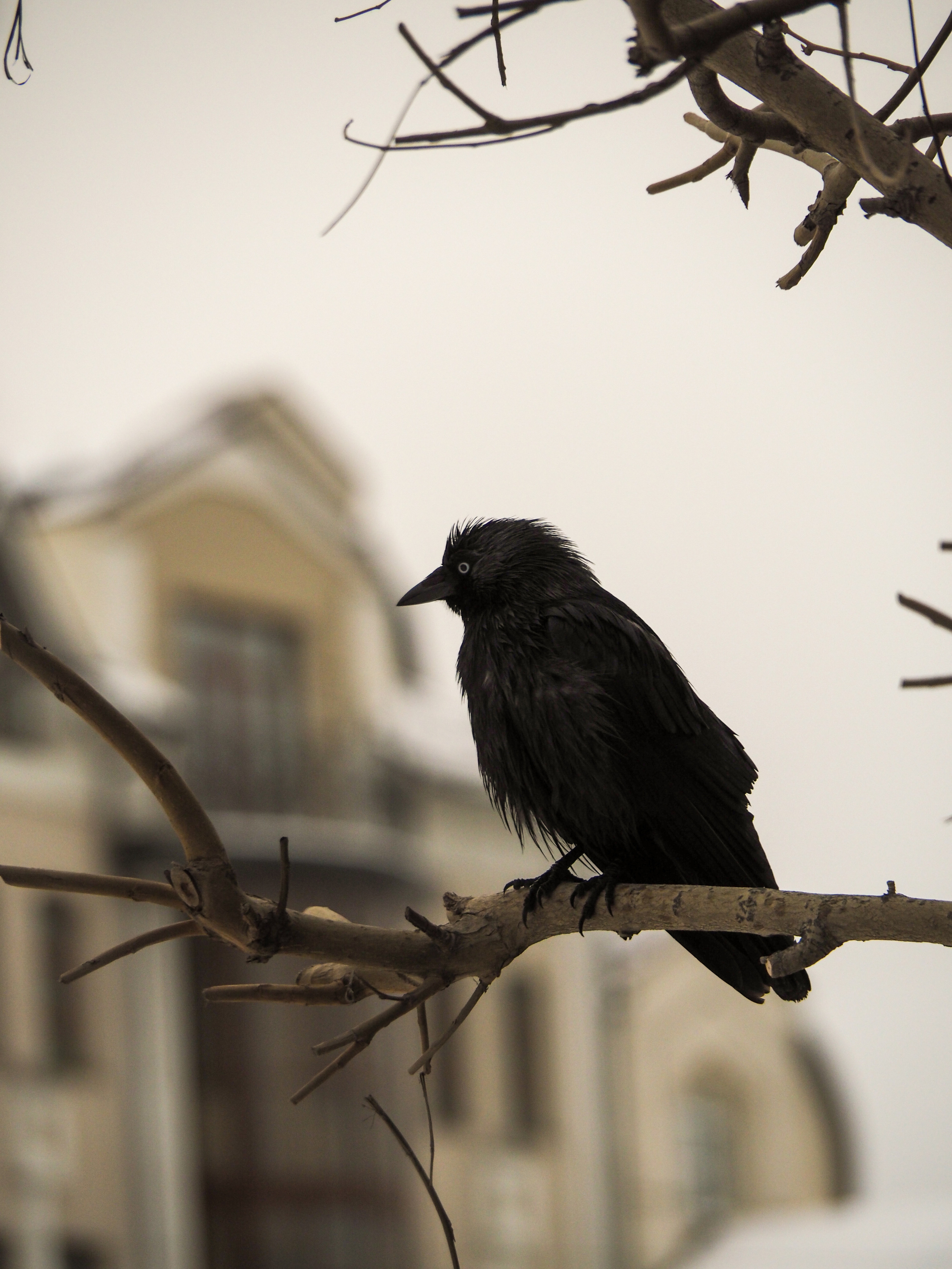 Not far from Moscow. Фотограф