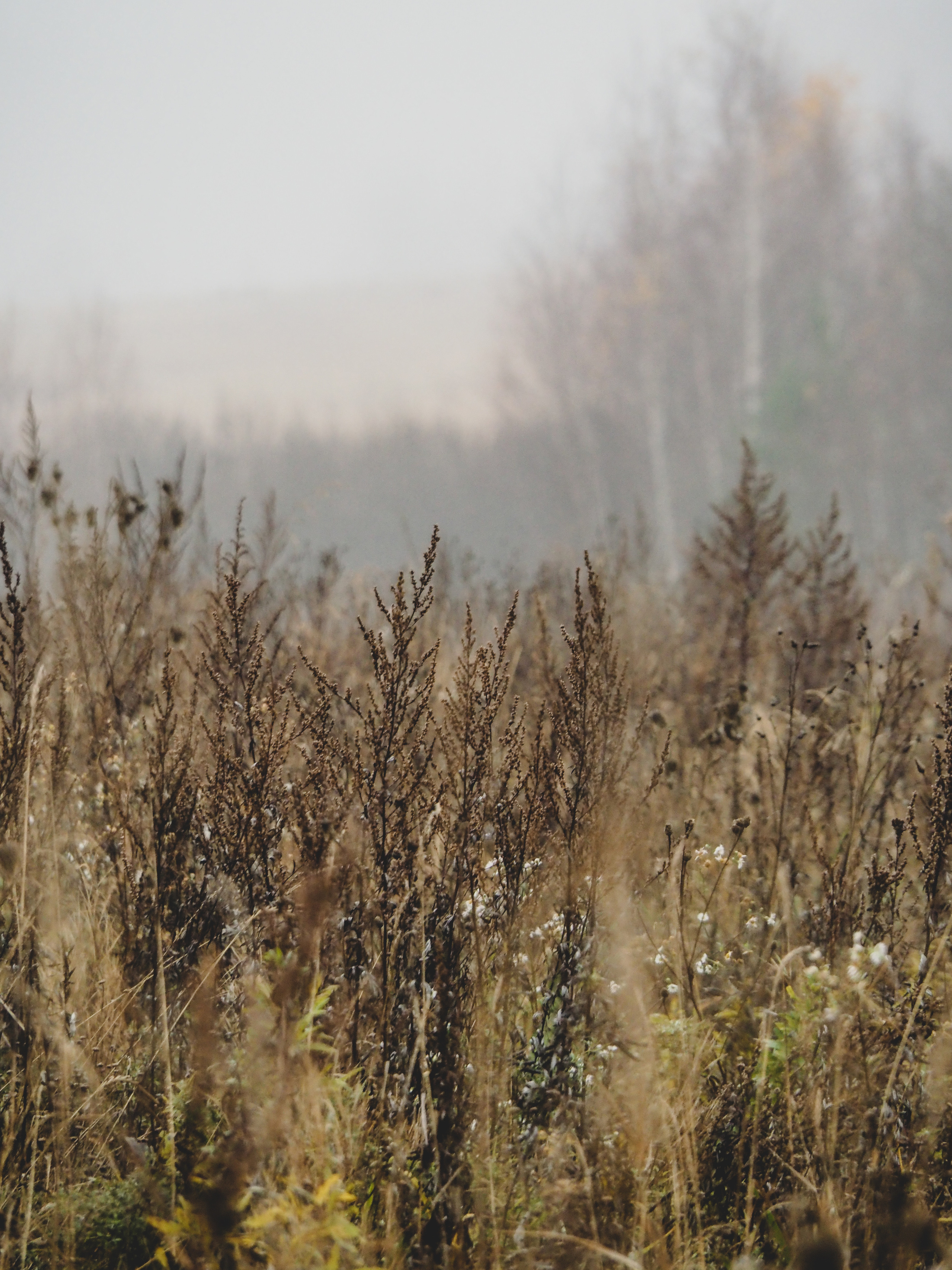 Not far from Moscow. Фотограф