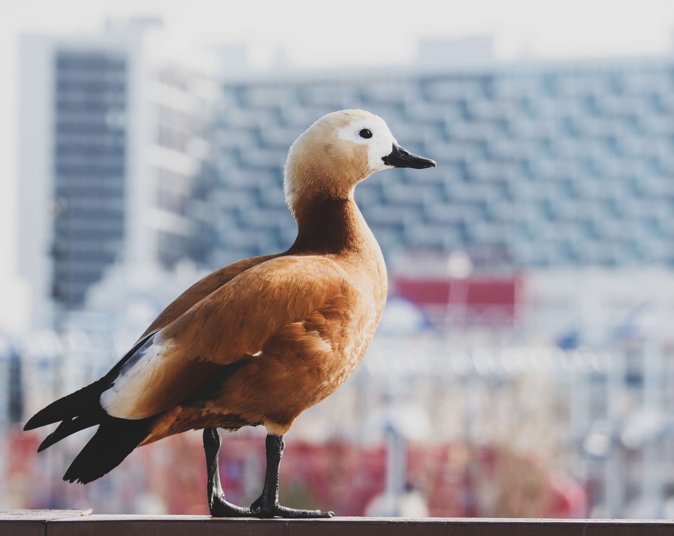 Moscow and its inhabitants. Фотограф