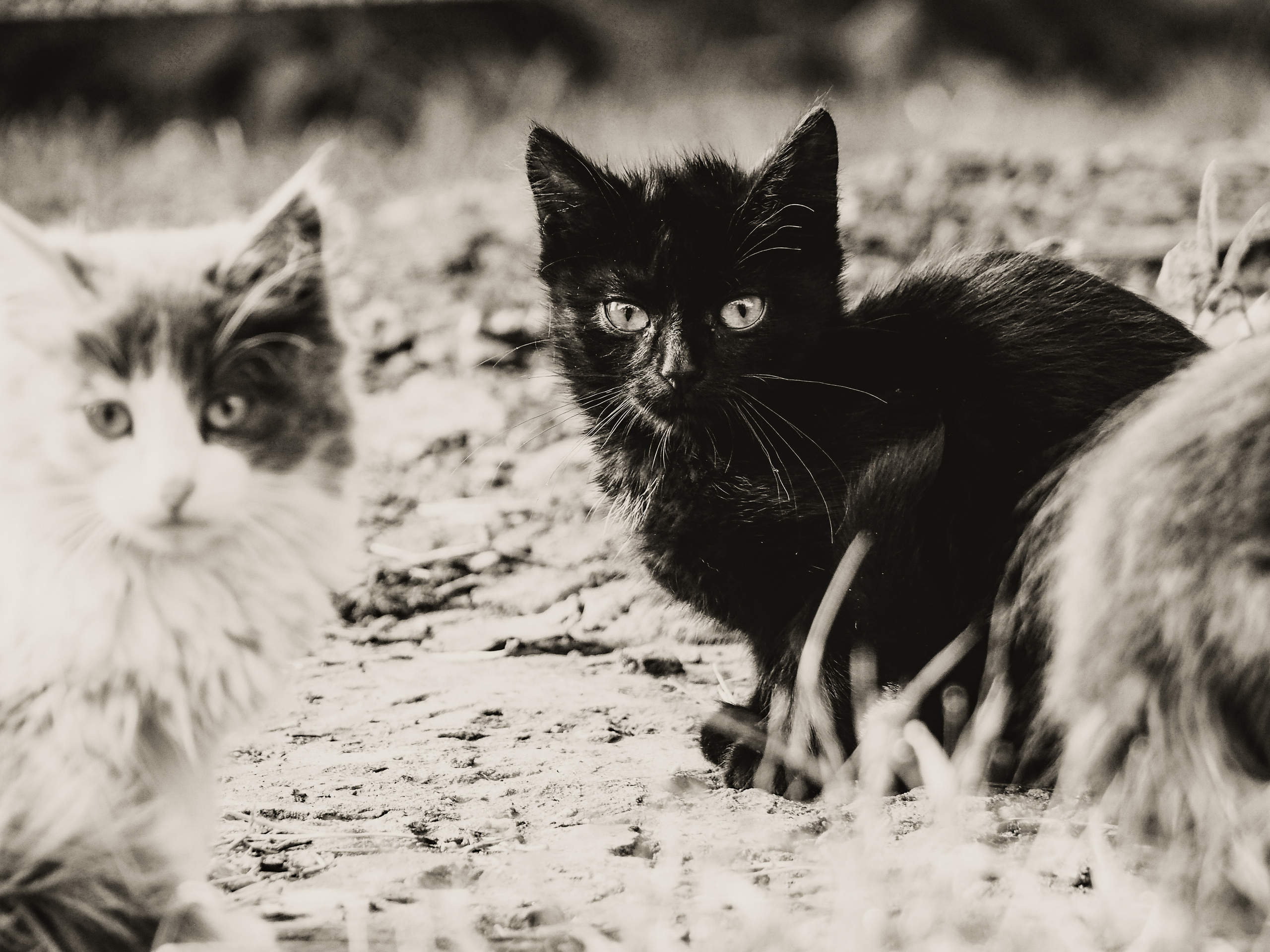 Not far from Moscow. Фотограф