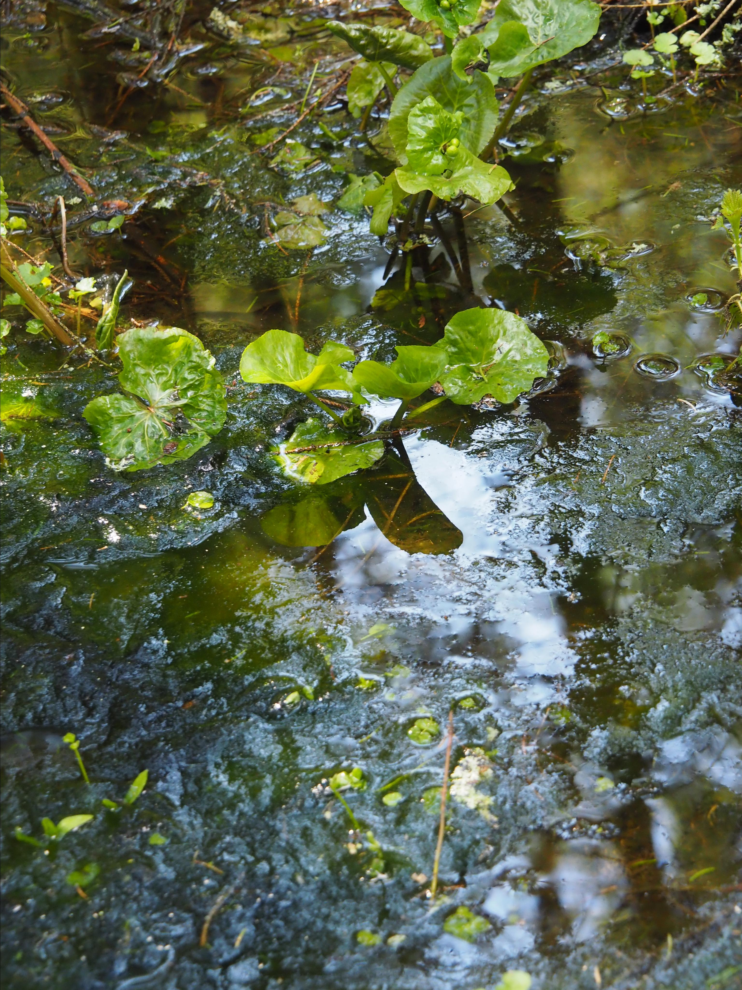 Not far from Moscow. Фотограф