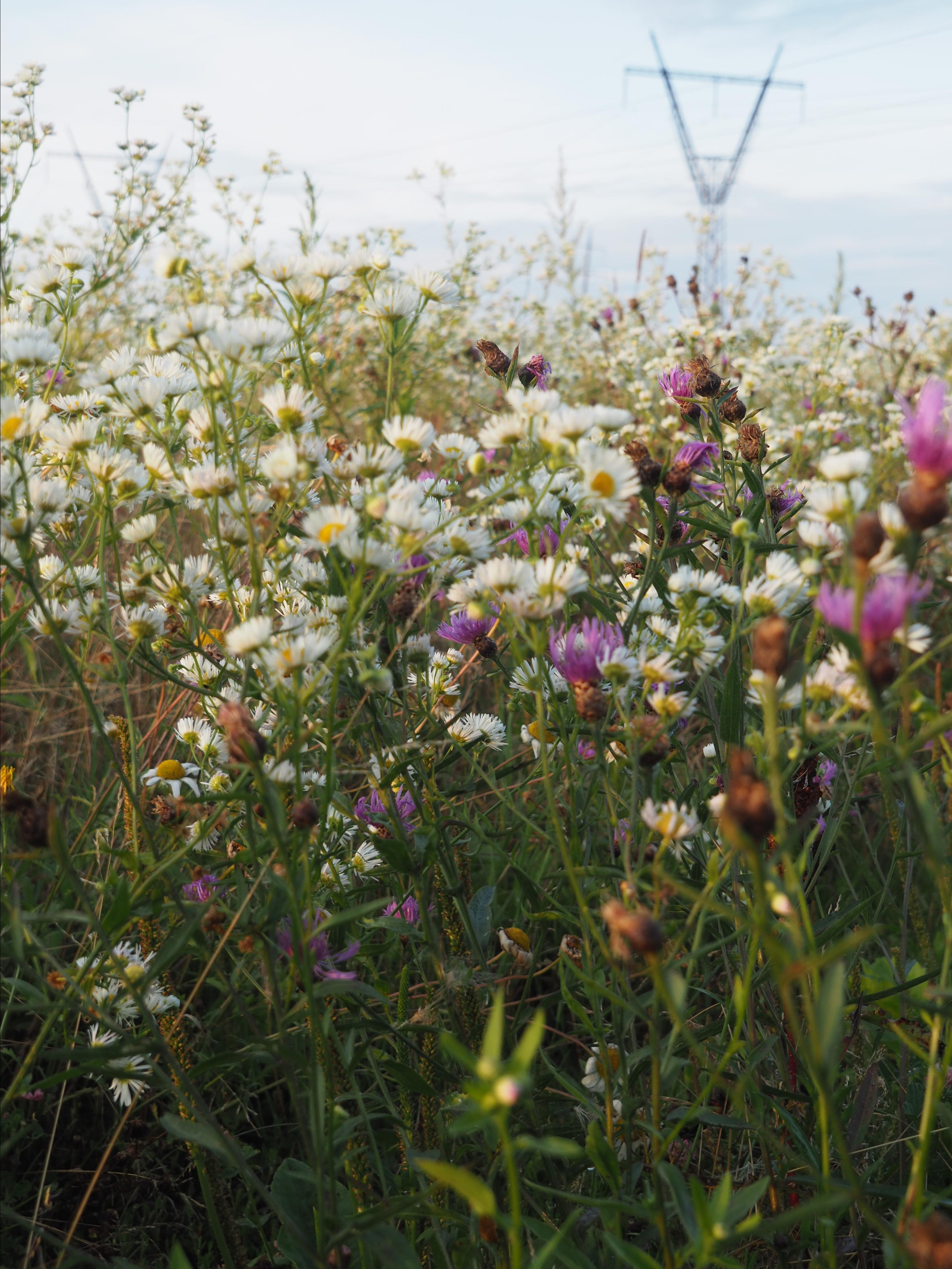 Not far from Moscow. Фотограф