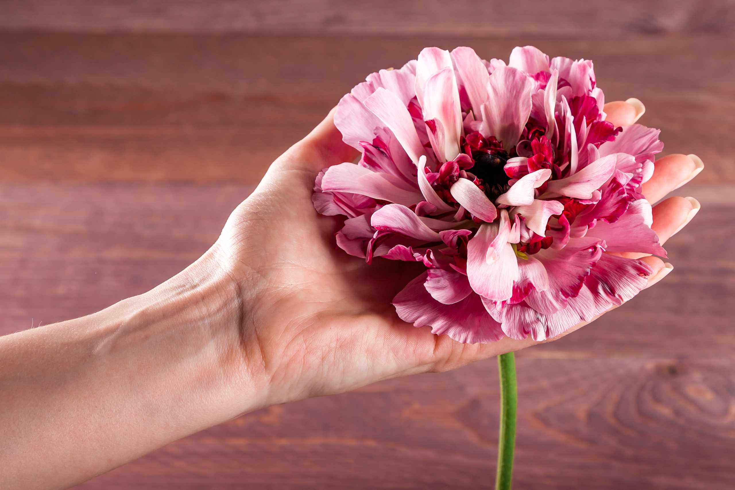 Цветы. Свадебный фотограф Дмитрий Гладков