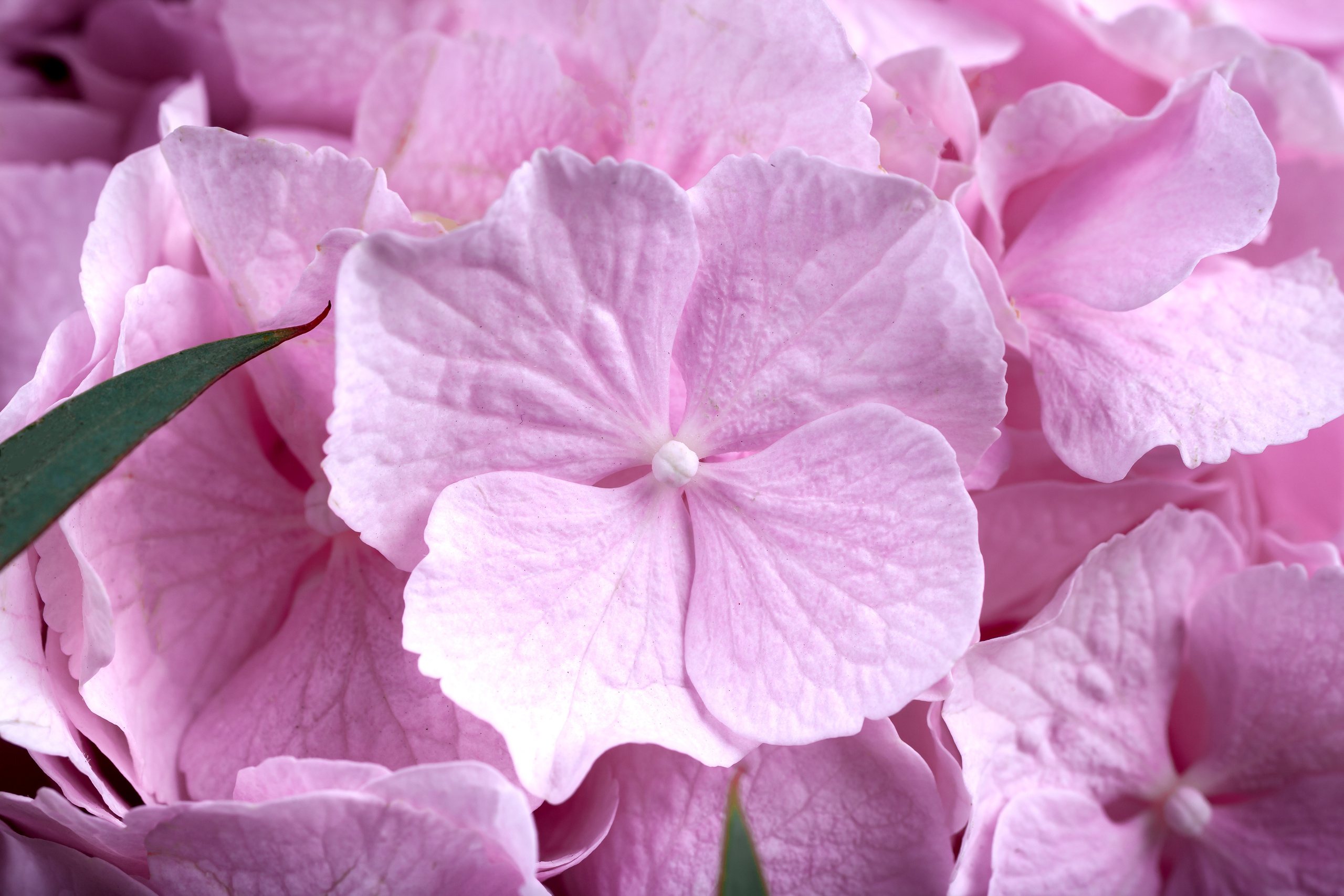 Цветы. Свадебный фотограф Дмитрий Гладков