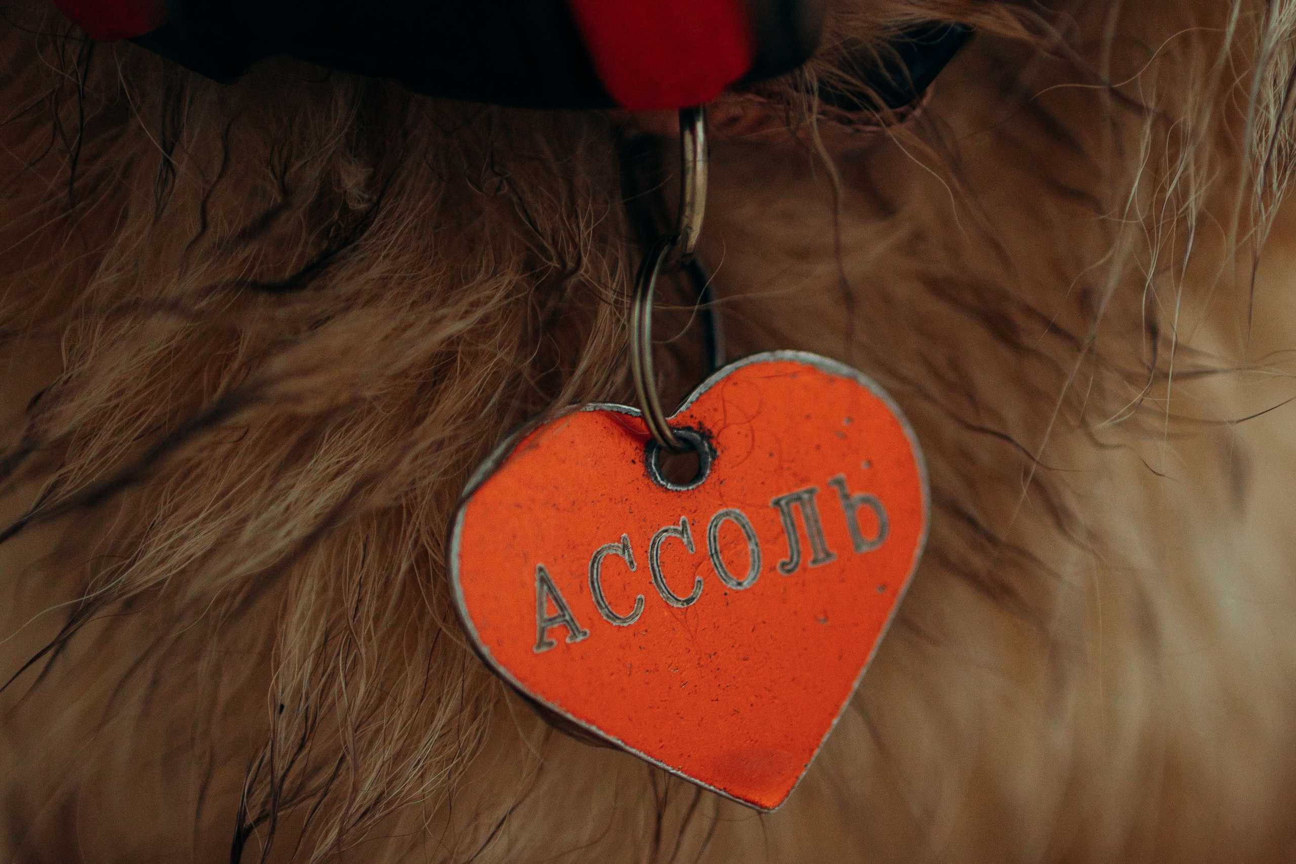 Дарья и Ассоль