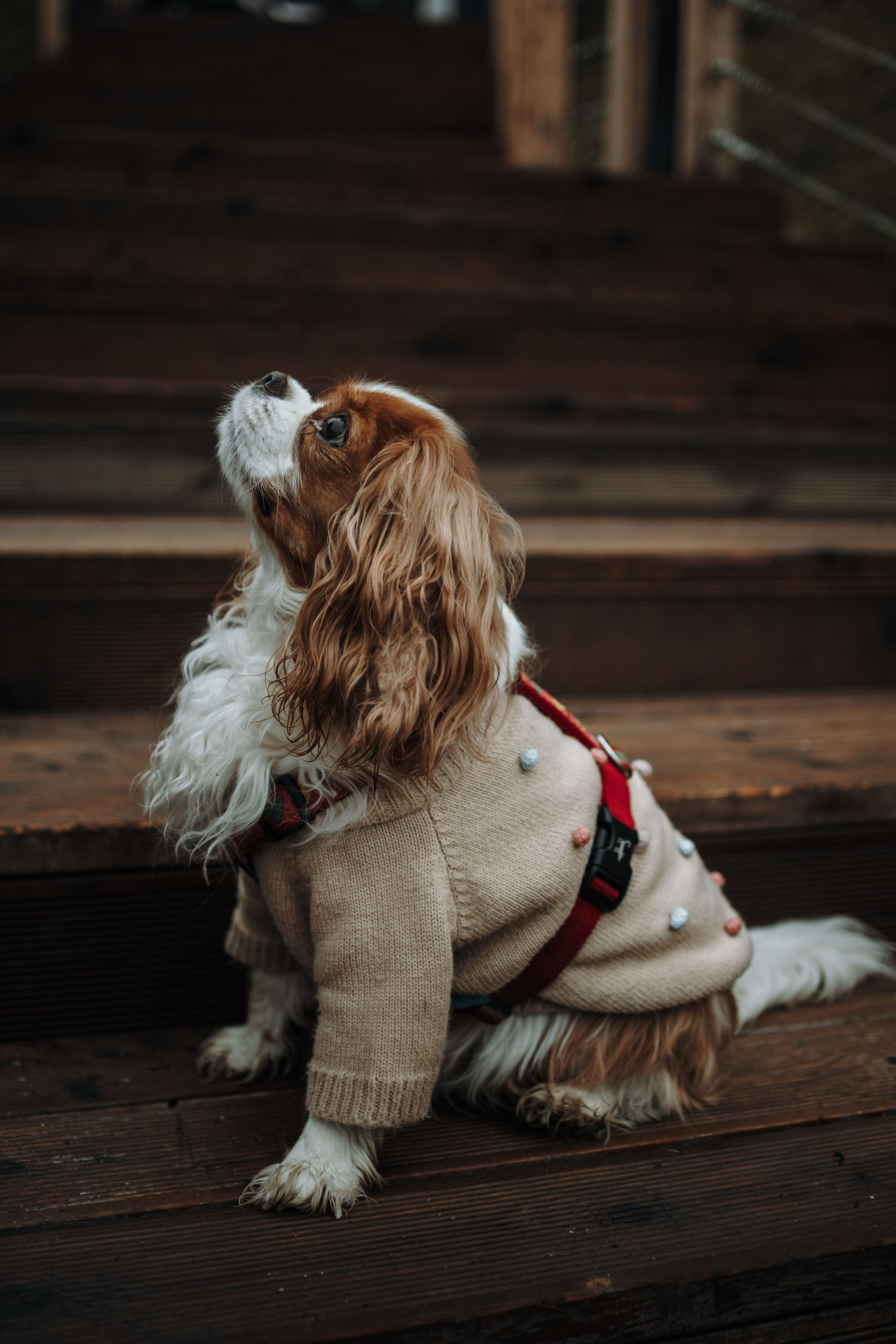 Любовь и Альтаир