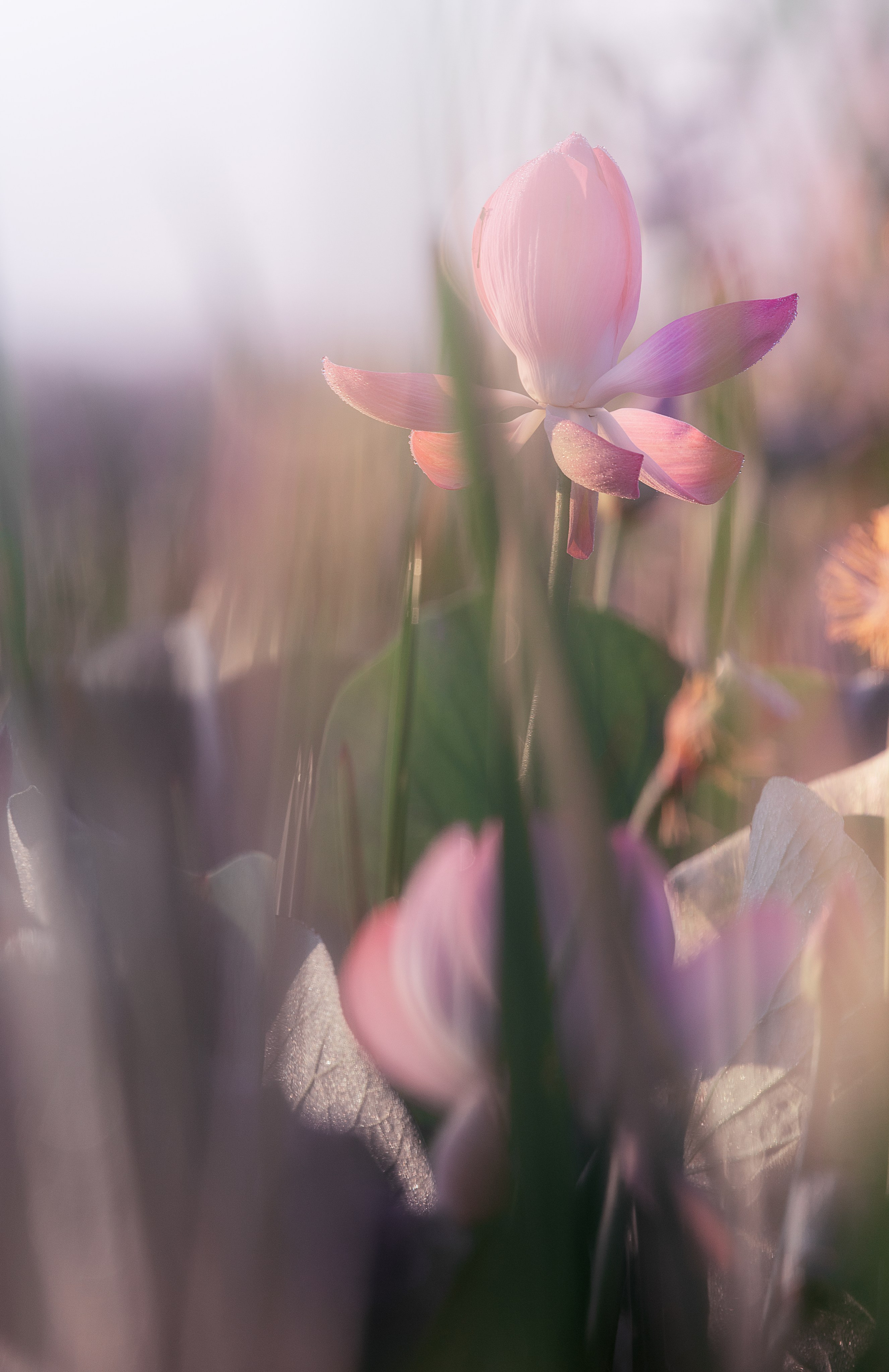 Астраханская область 2025 | Фотограф Дмитрий Купрацевич. Дмитрий Купрацевич профессиональный пейзажный и travel-фотограф