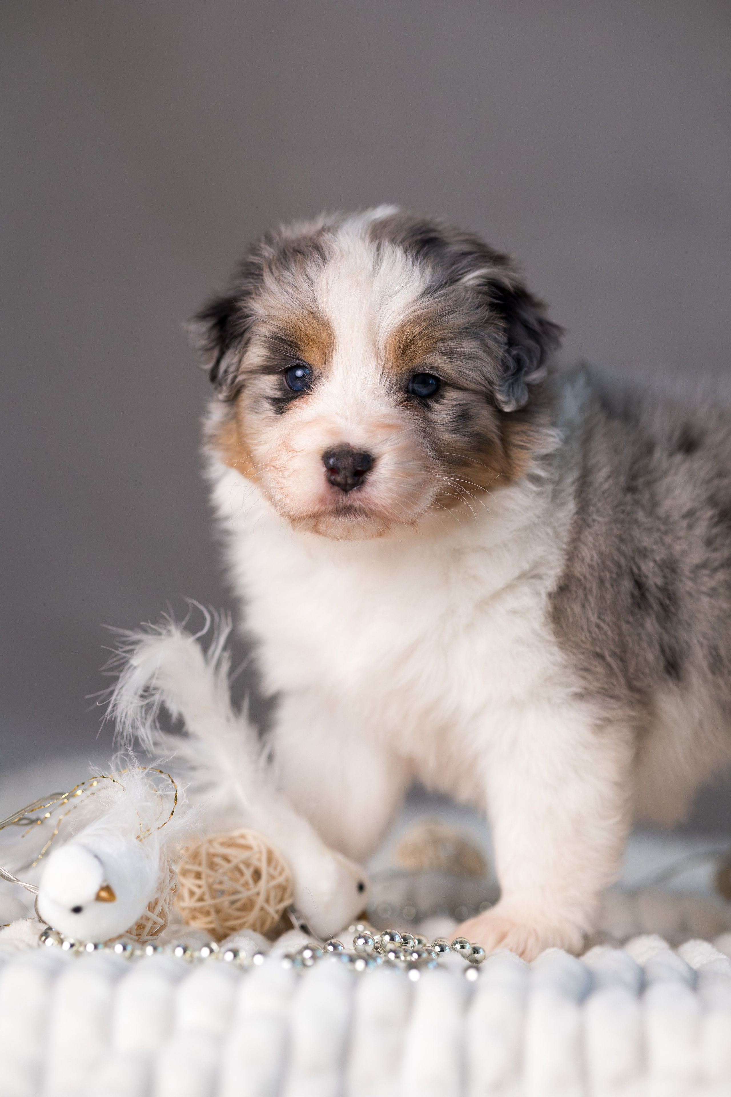 Щенки. Фотограф Яна Матвеева в Ижевске